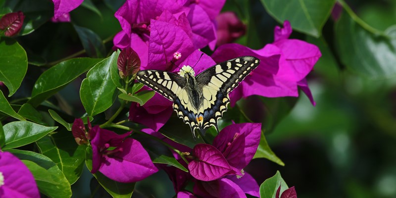 Common swallowtail butterfly feeding on bougainvillea flower Latin name papilio machaon in summer in Italy by Ruth Swan