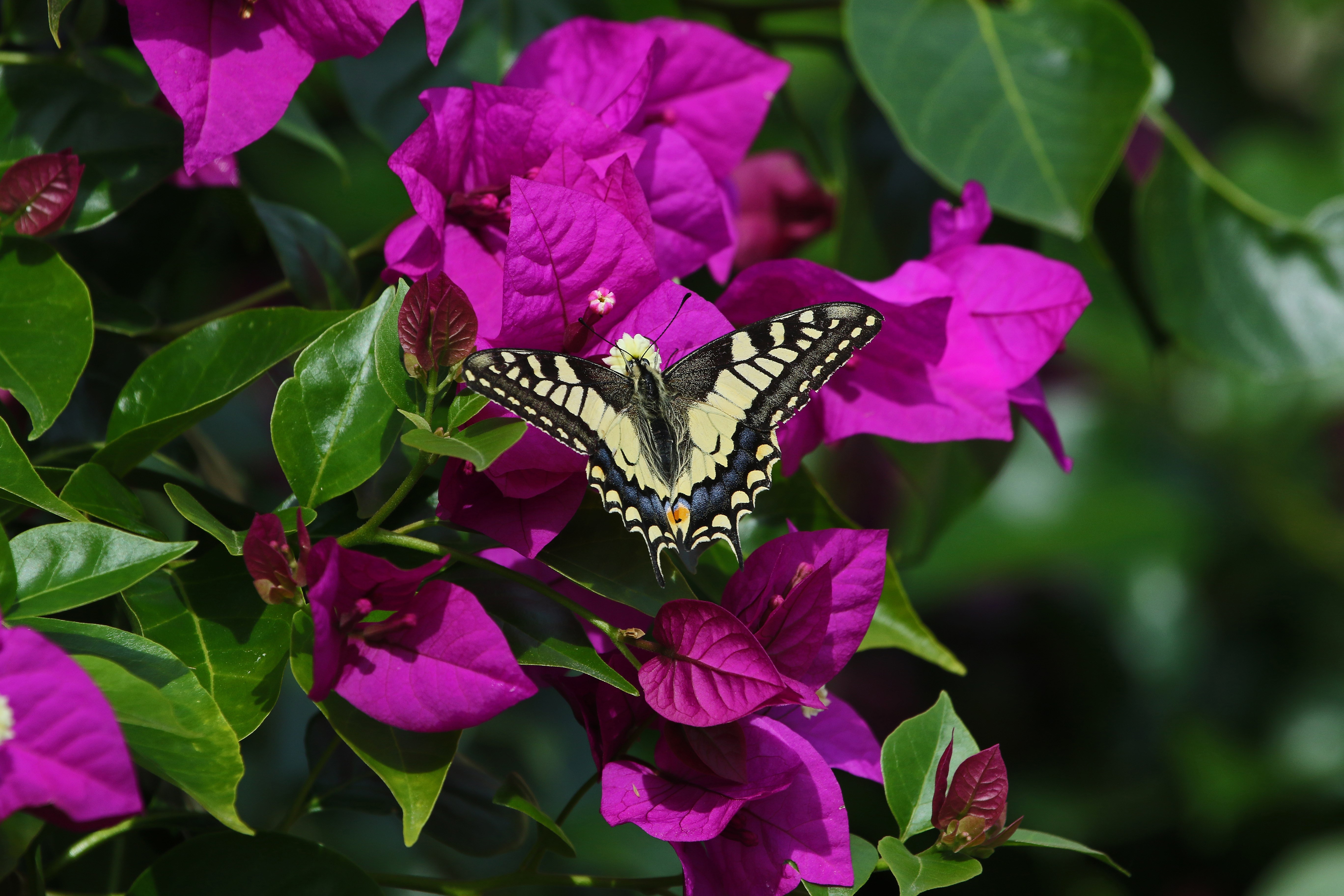 Common swallowtail butterfly feeding on bougainvillea flower Latin name papilio machaon in summer in Italy by Ruth Swan