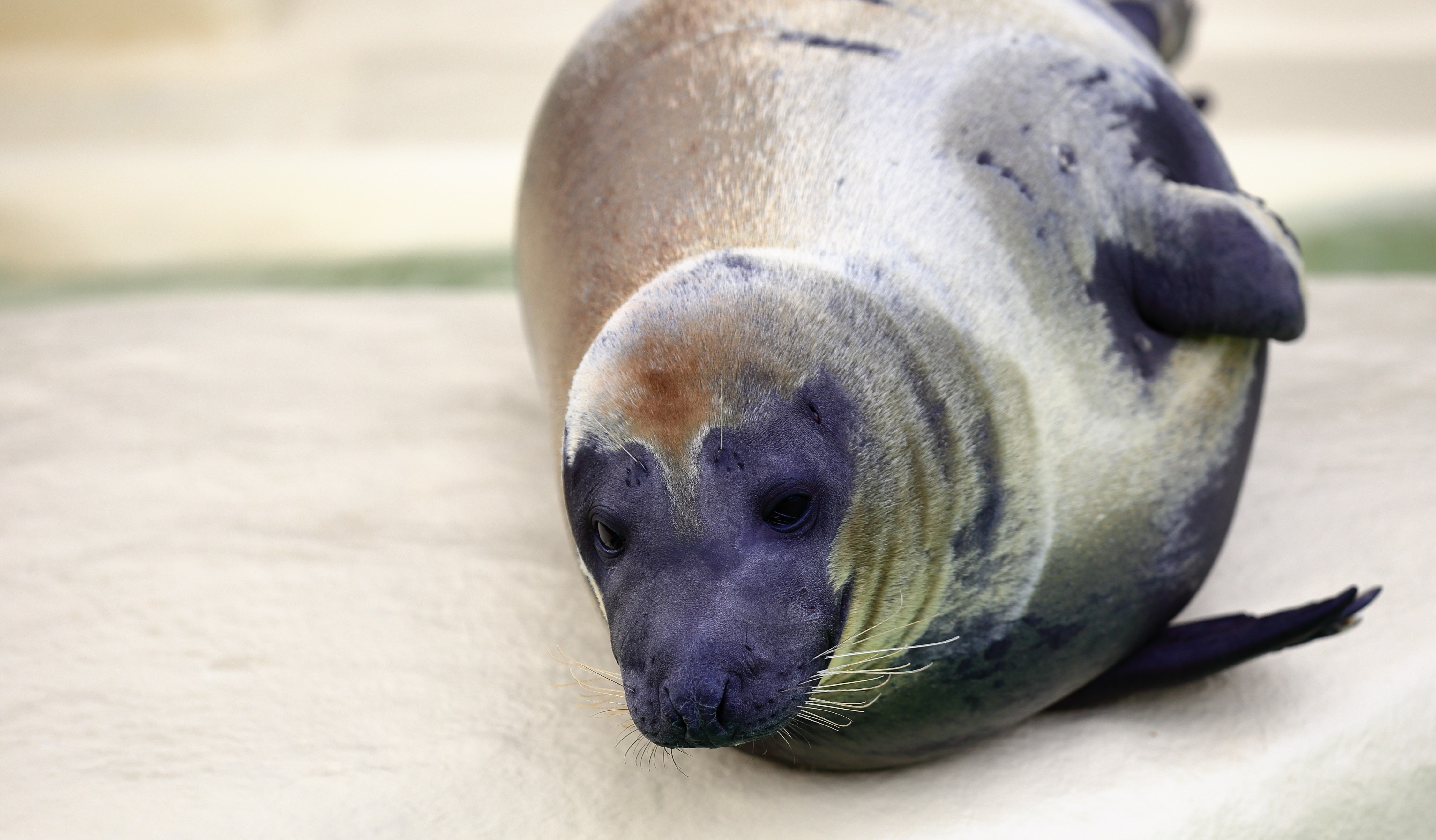 Aquarium Biarritz-Seal