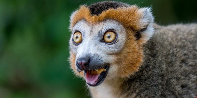 a crown lemur