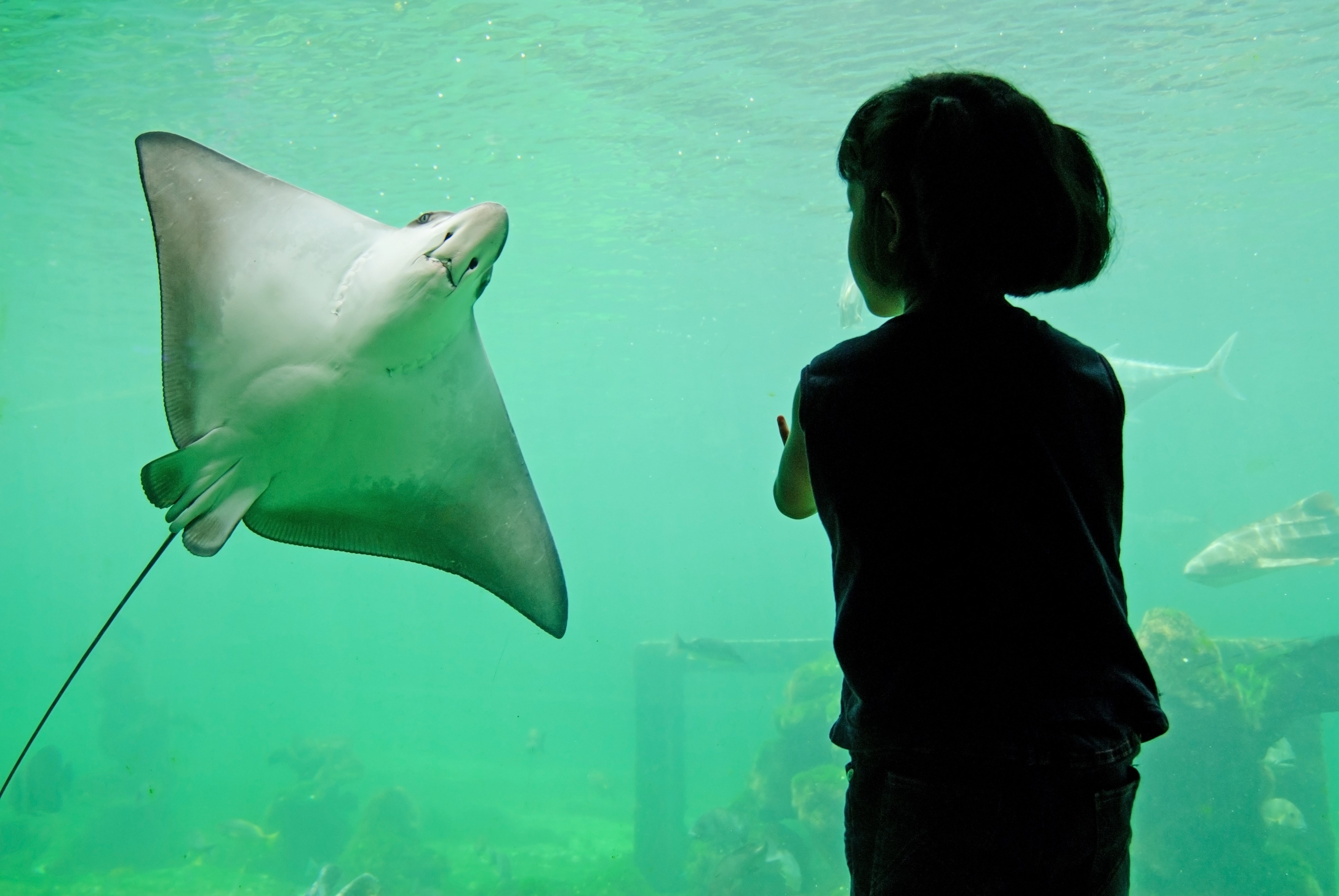 Girl enjoying the underwater life at aquarium