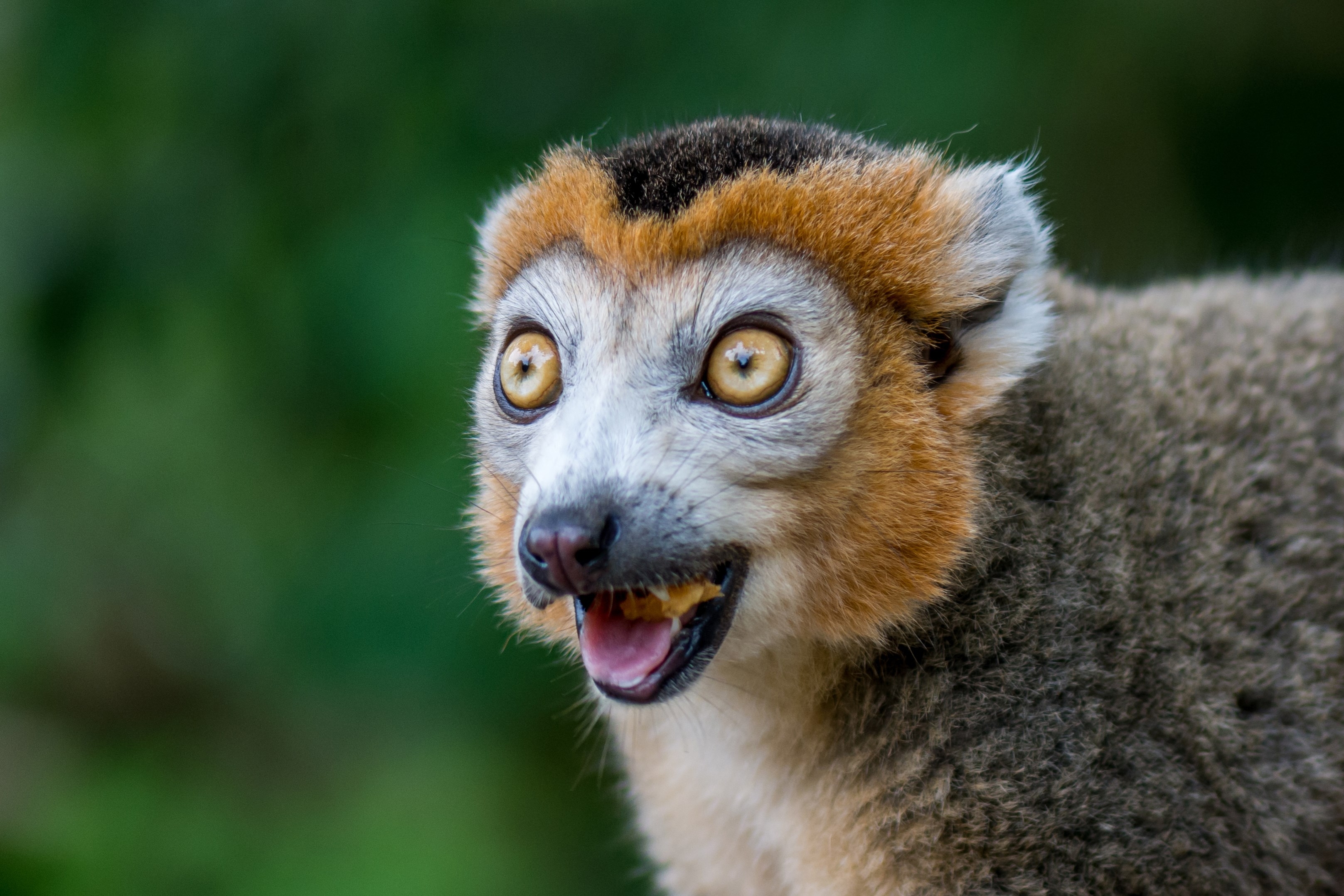 a crown lemur