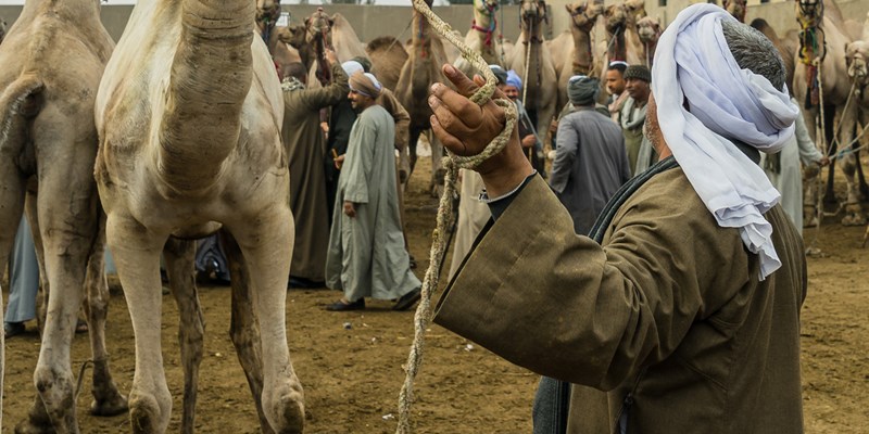 Birqash Camels