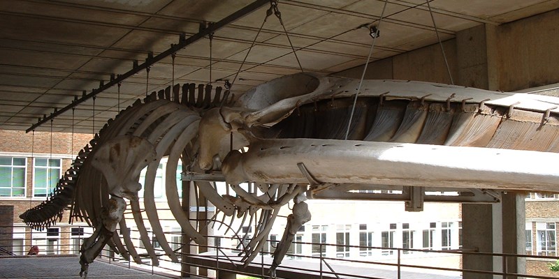 Entrance to The Zoology Museum, New Museums Site, Cambridge University.