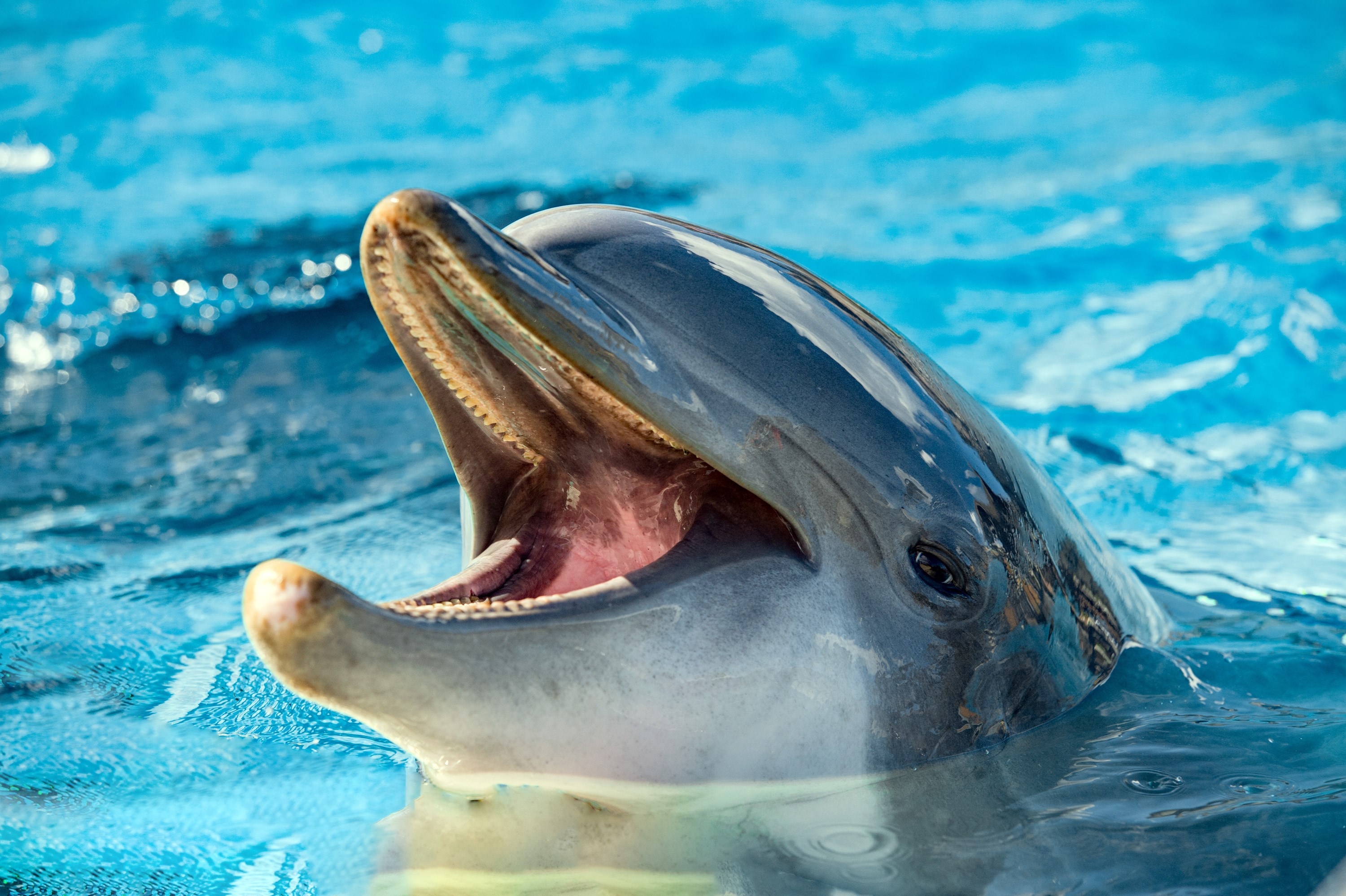 dolphin at an aquarium