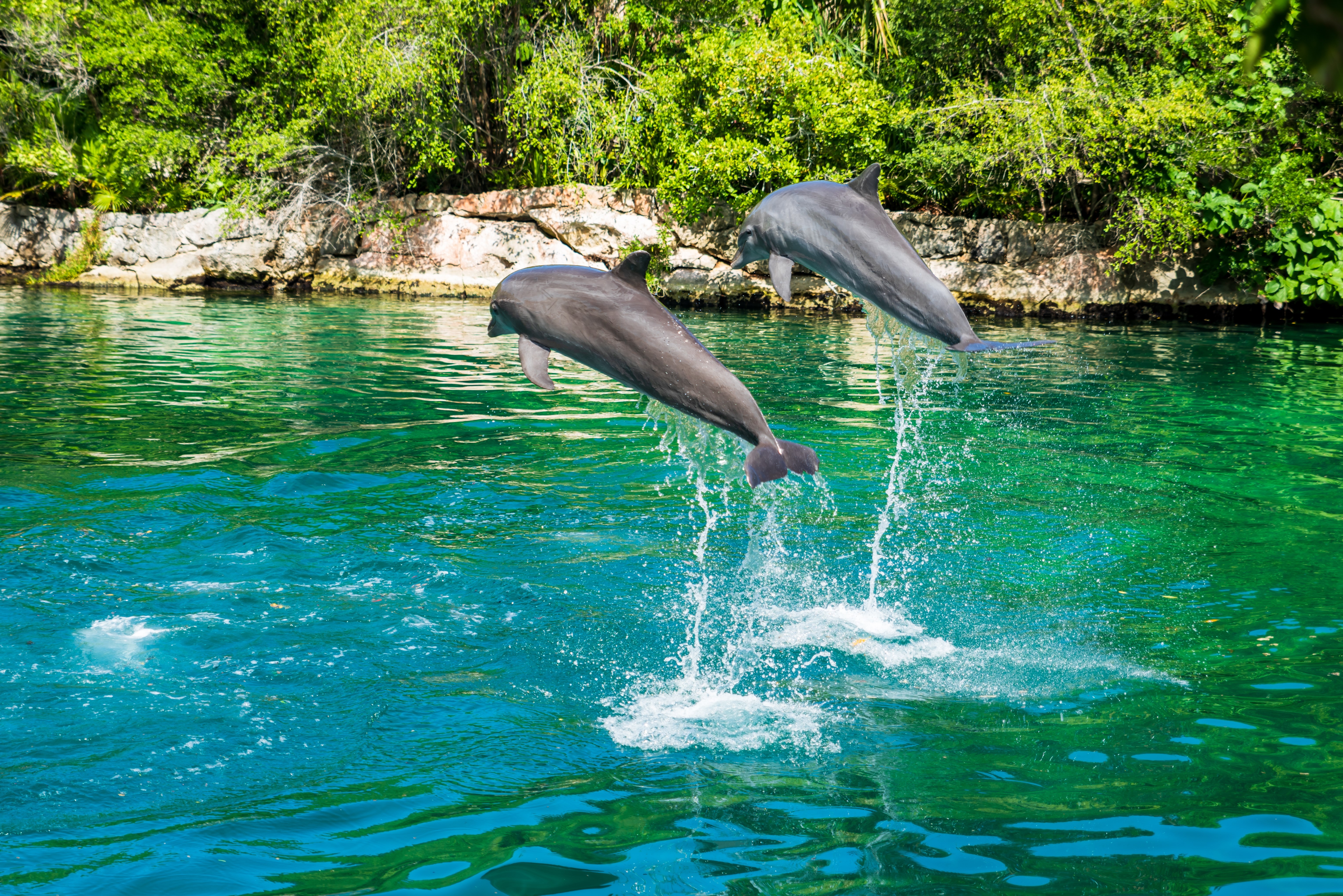 Couple of dolphins jumping in the salt water of a natural park of Xel-Ha along the Riviera Maya, Cancun, Mexico