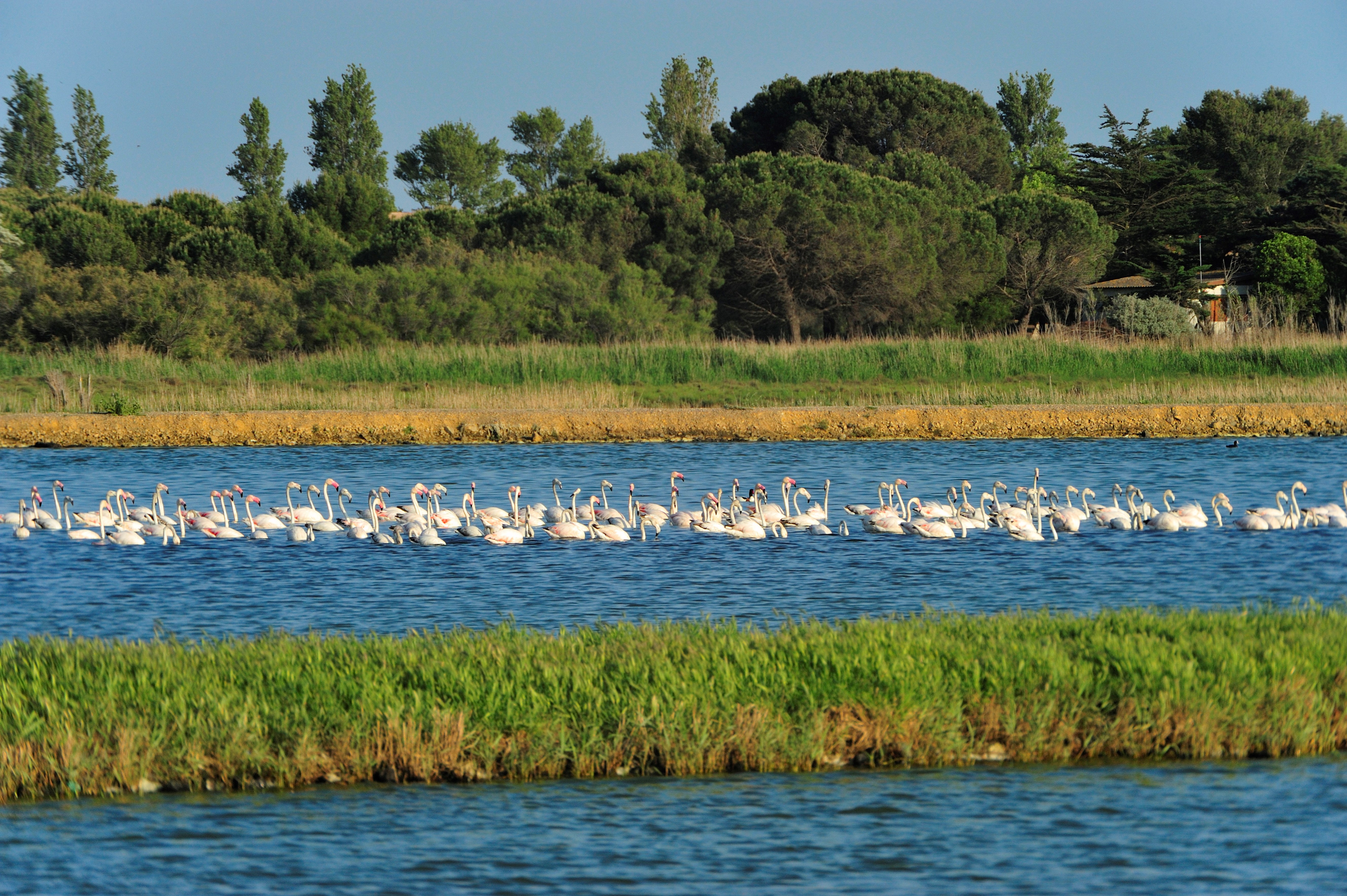 Portiragnes, La grande Maïre