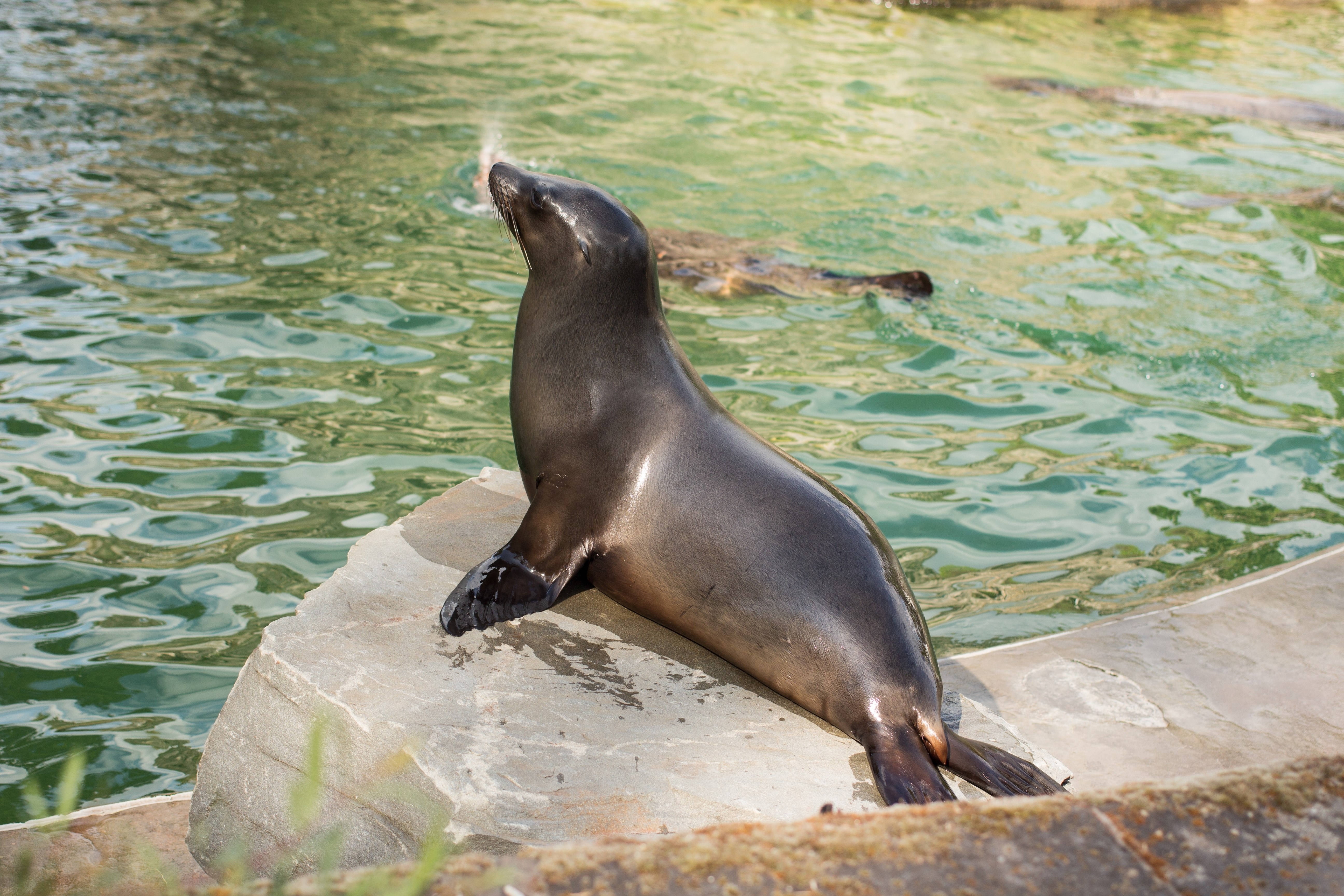 Seal image, Cologne zoo animals