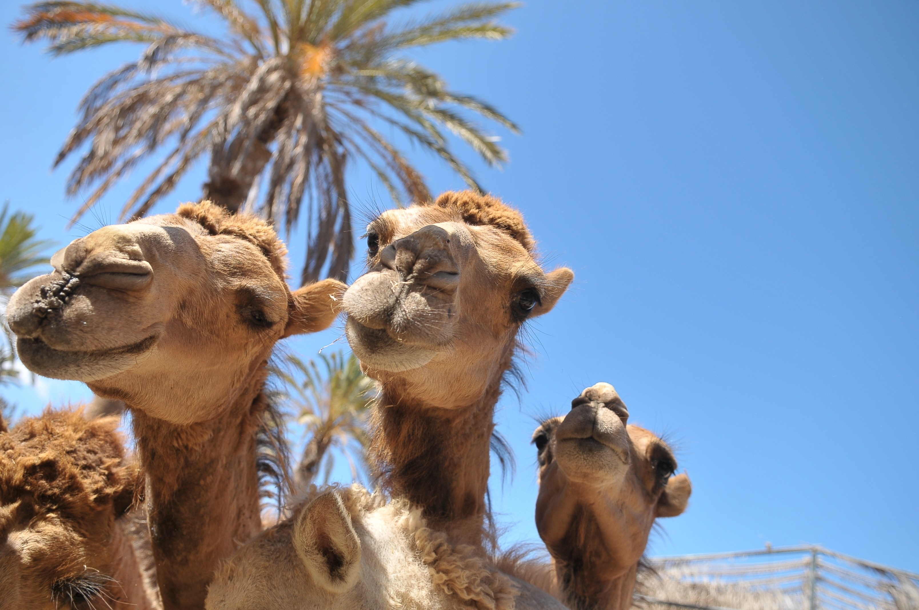 Camels at the Oasis Wildlife Fuerteventura