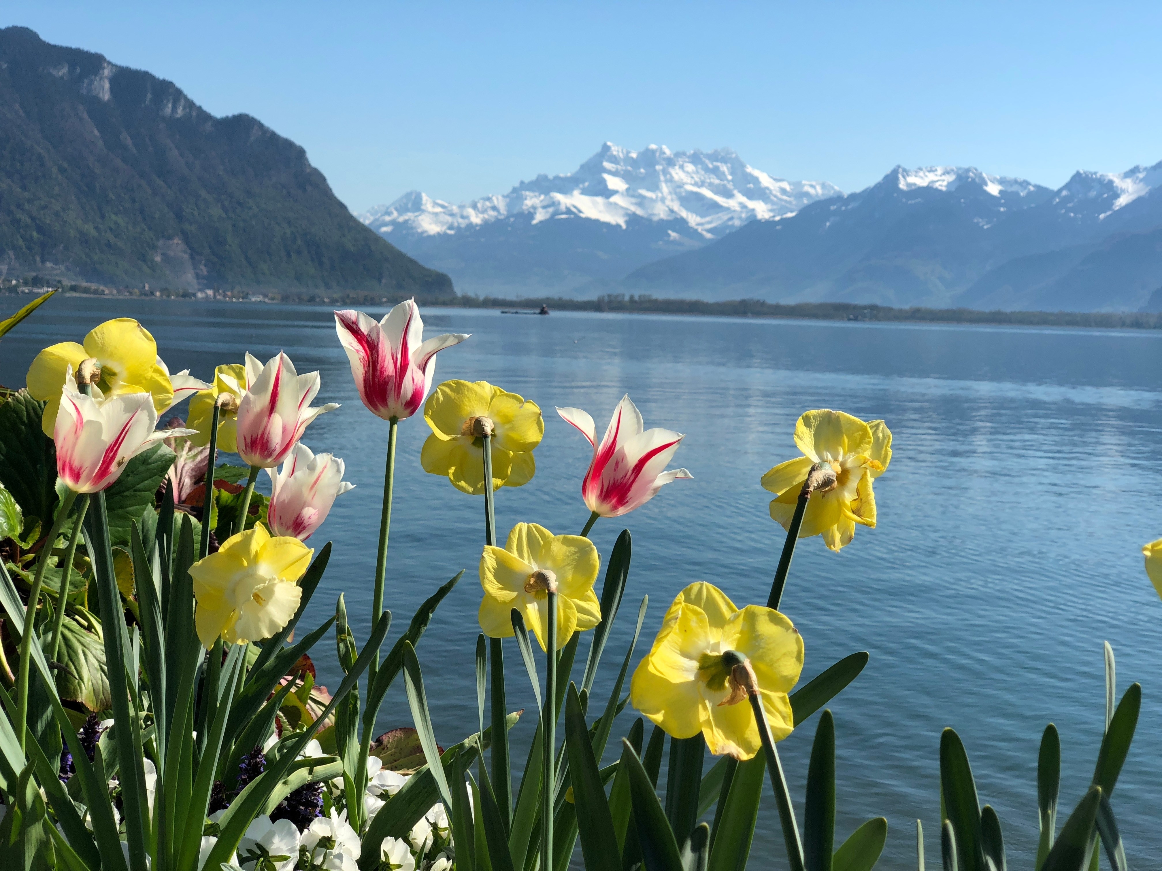 view of Montreux, Switzerland, with yellow and pink tulips standing out against the backdrop of Lake Geneva.