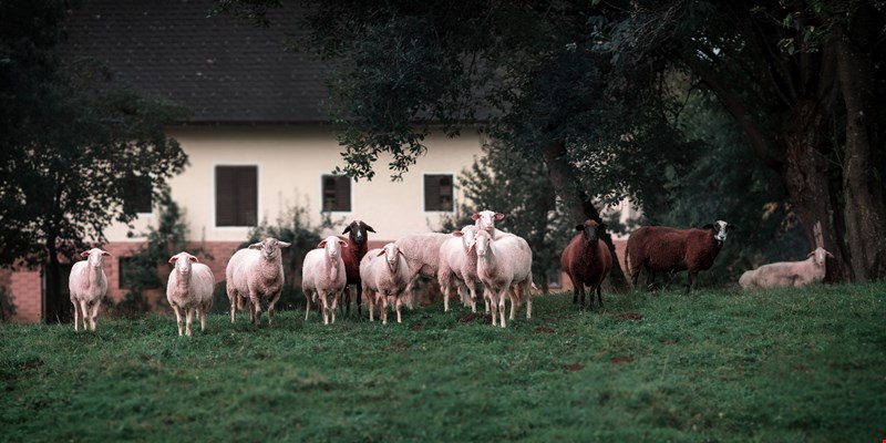 sheep next to a house