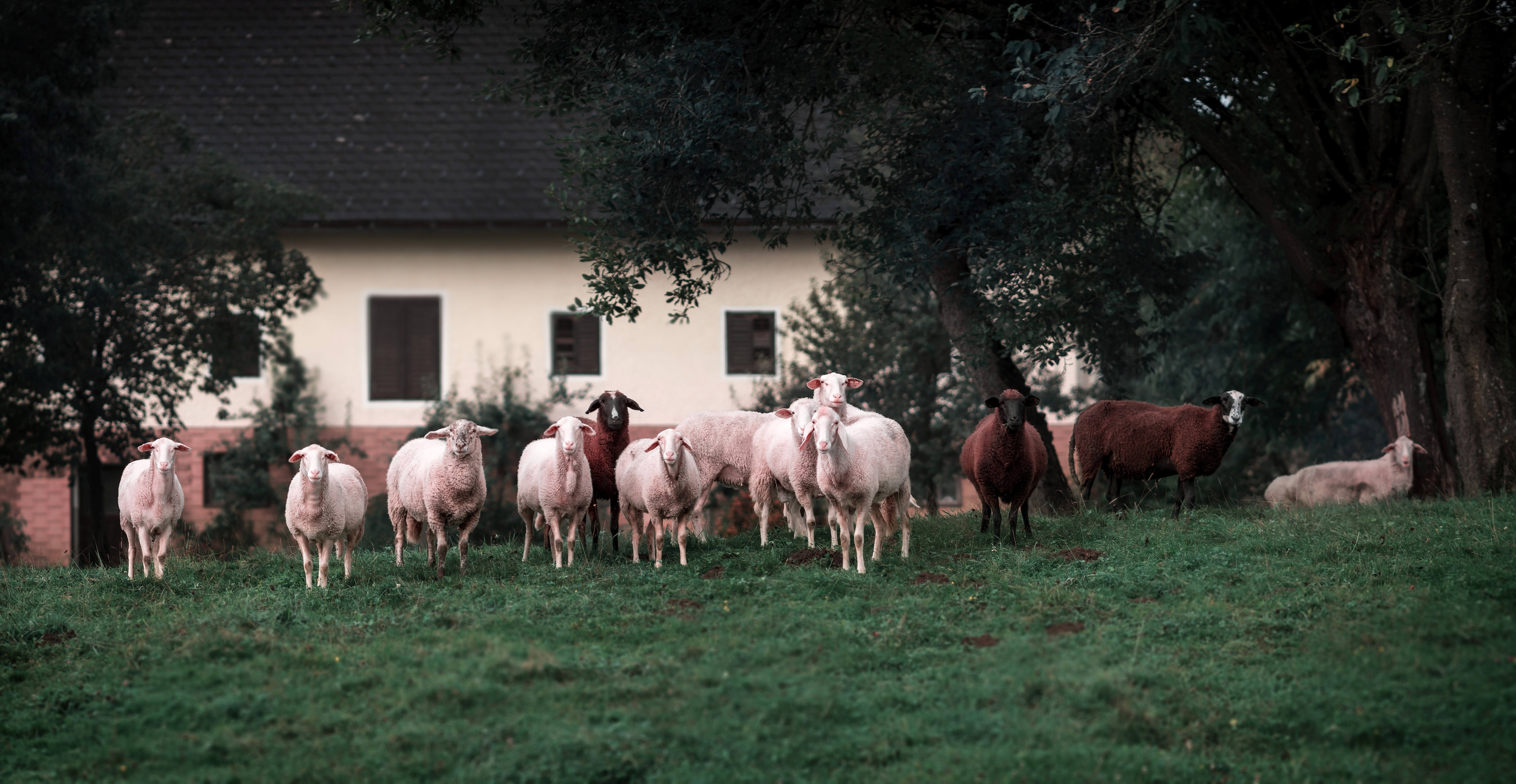 sheep next to a house
