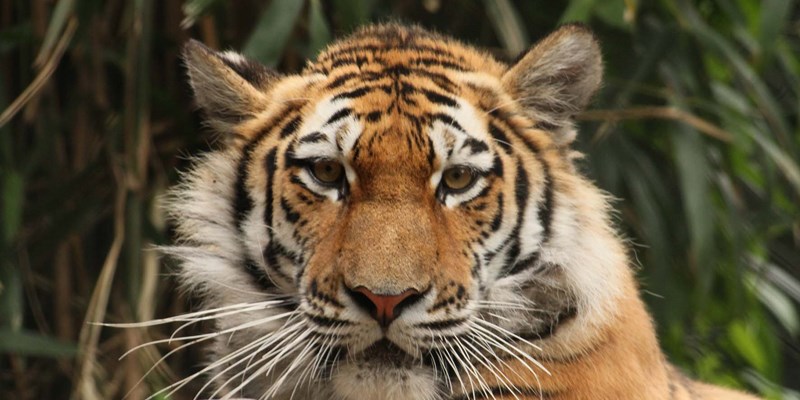 tiger at the zoo