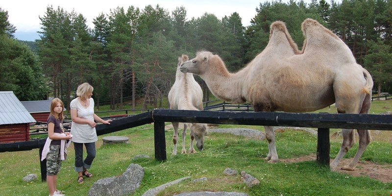 Junsele Djurpark