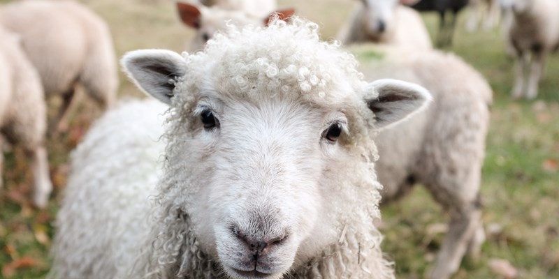 white sheep, farm in Sweden