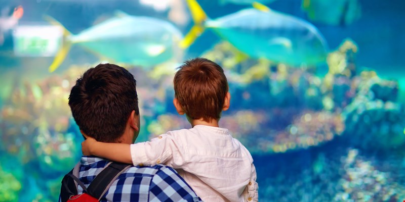 dad child aquarium