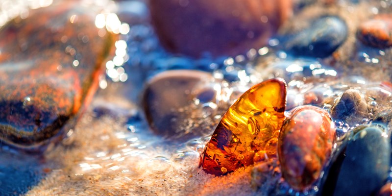 amber on shore