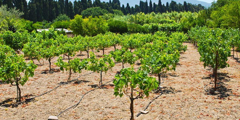 Vineyard in Kos Town