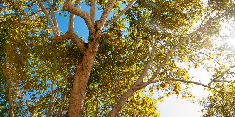 The fanous ancient plane tree of Hippocrates building in Kos town in Kos island in Greece.