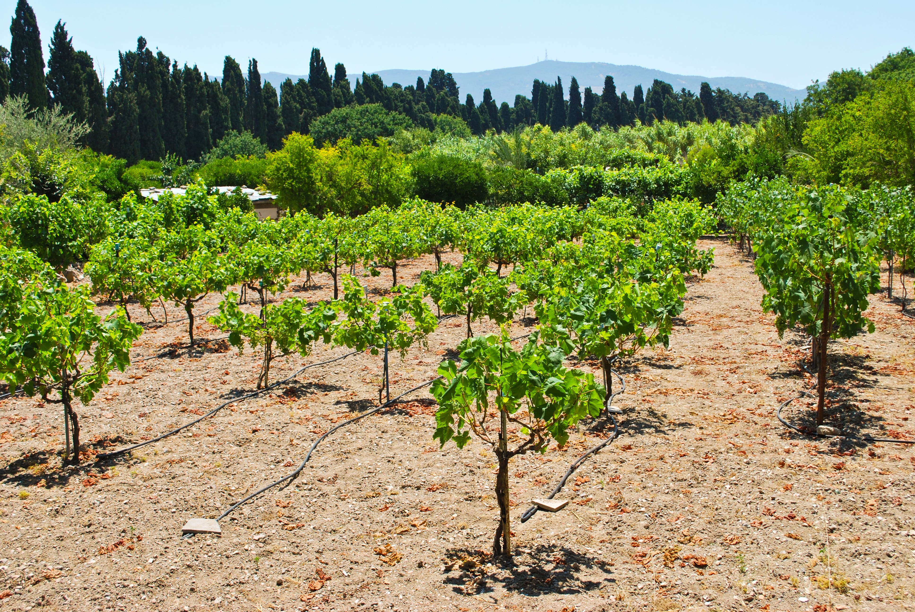 Vineyard in Kos Town