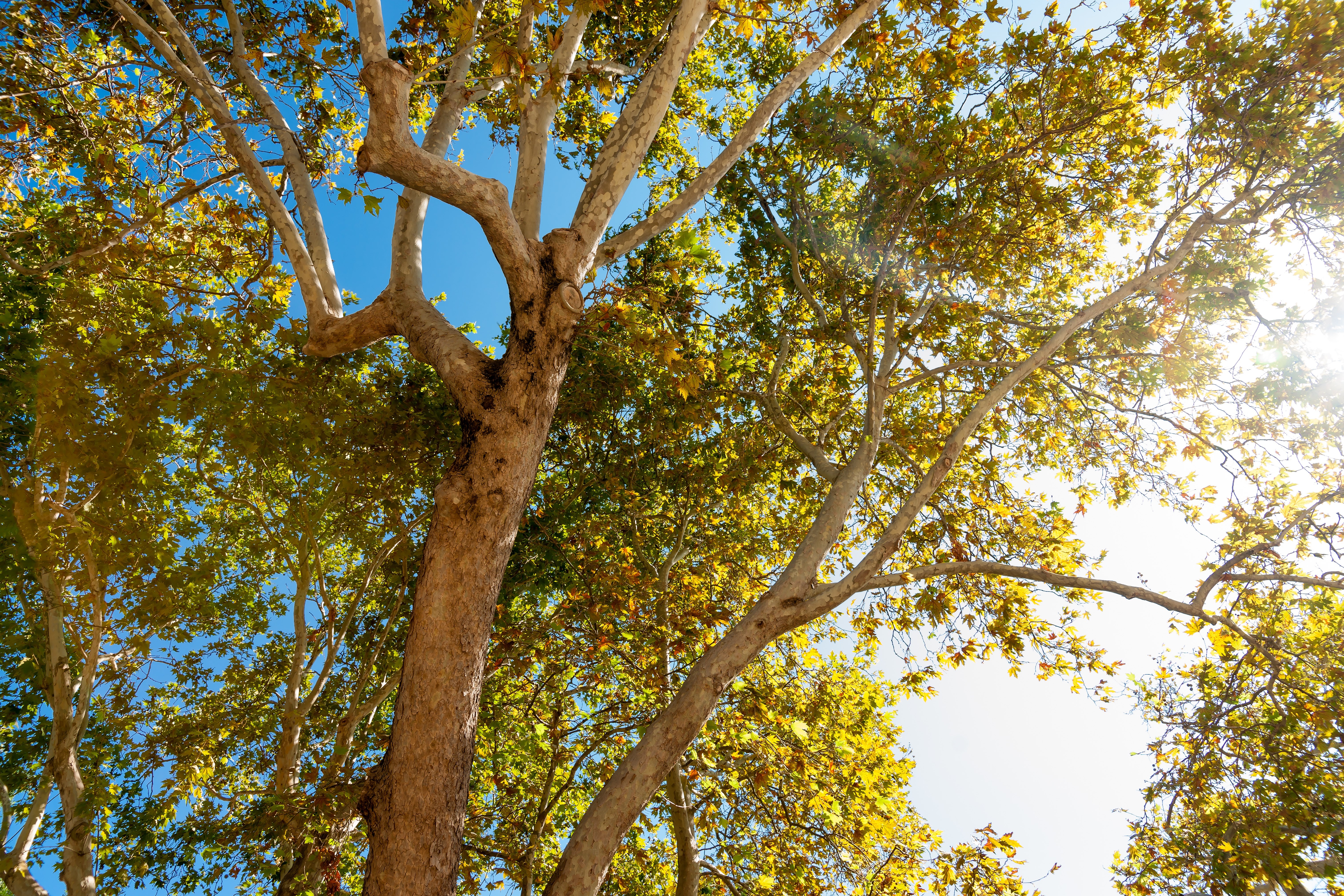 The fanous ancient plane tree of Hippocrates building in Kos town in Kos island in Greece.