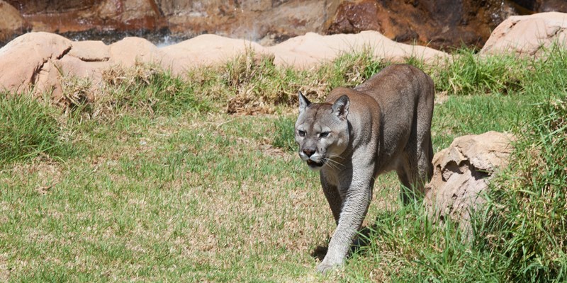 Florida Panther, puma, or cougar, walks through the brush as it stalks its prey-Edit