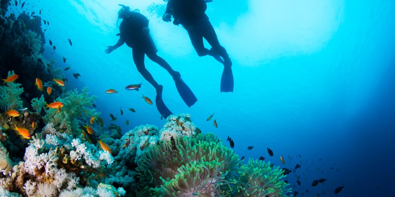 Divers under the sea