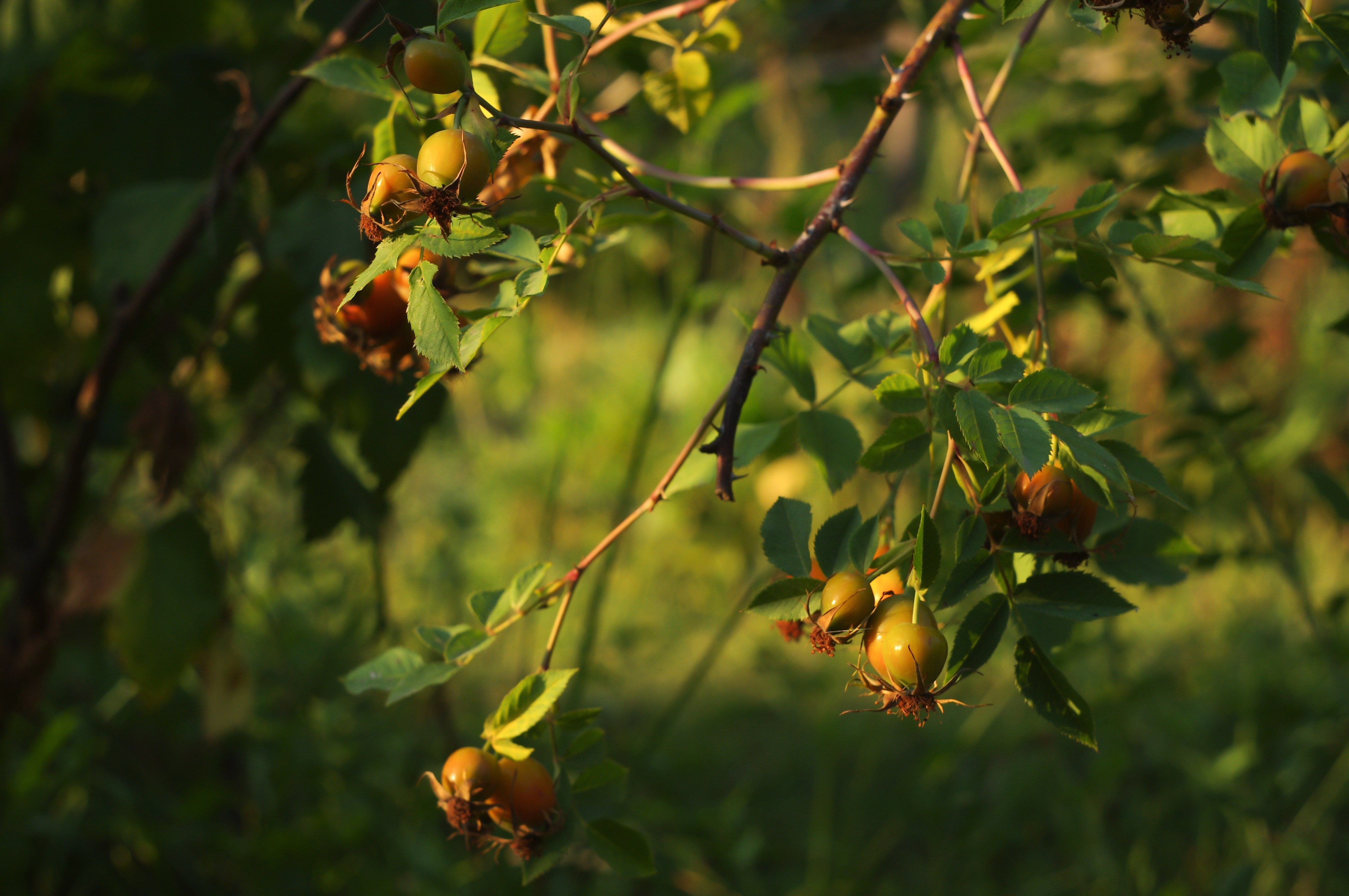 Rustic close up of a tree