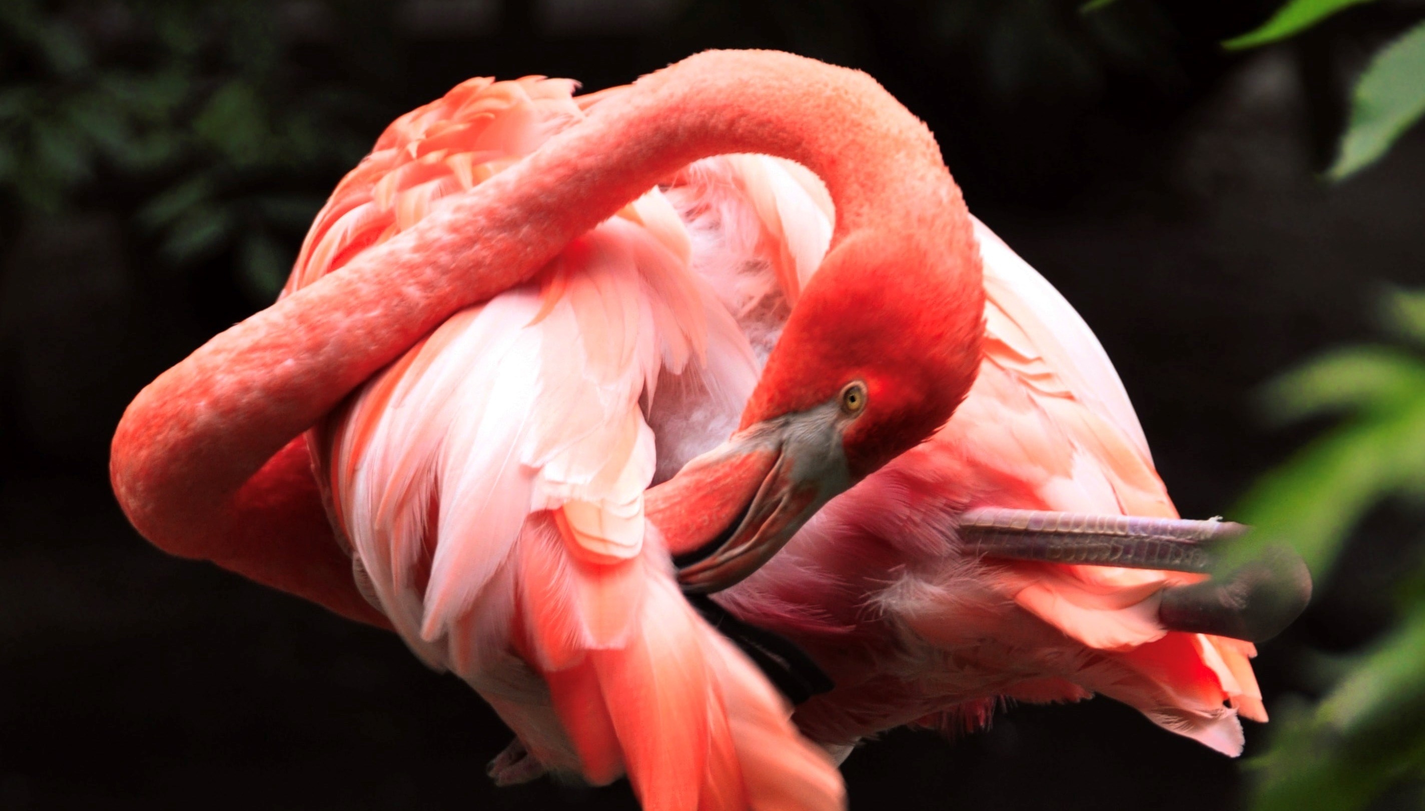 pink flamingo grooming