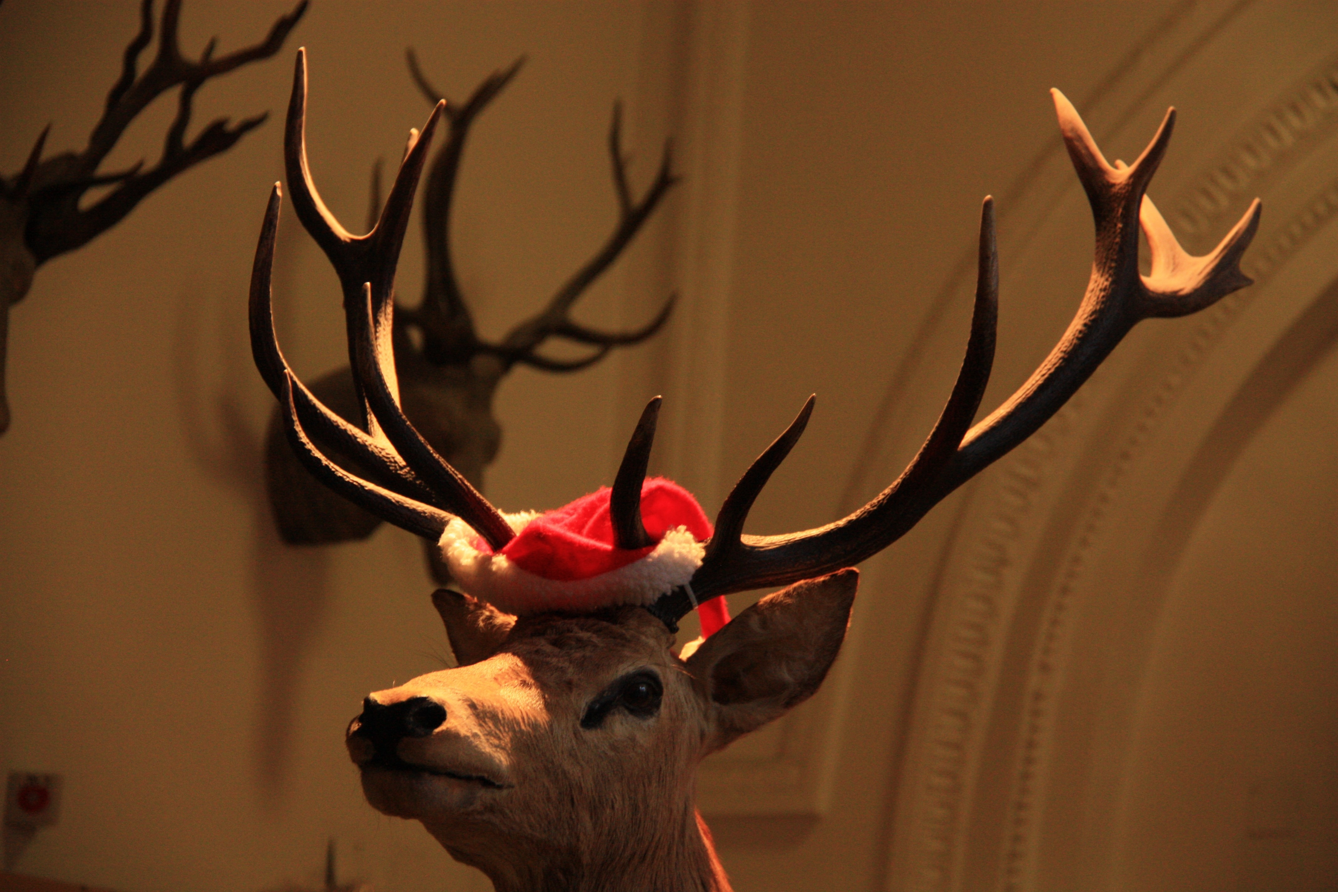 Reindeer in a museum