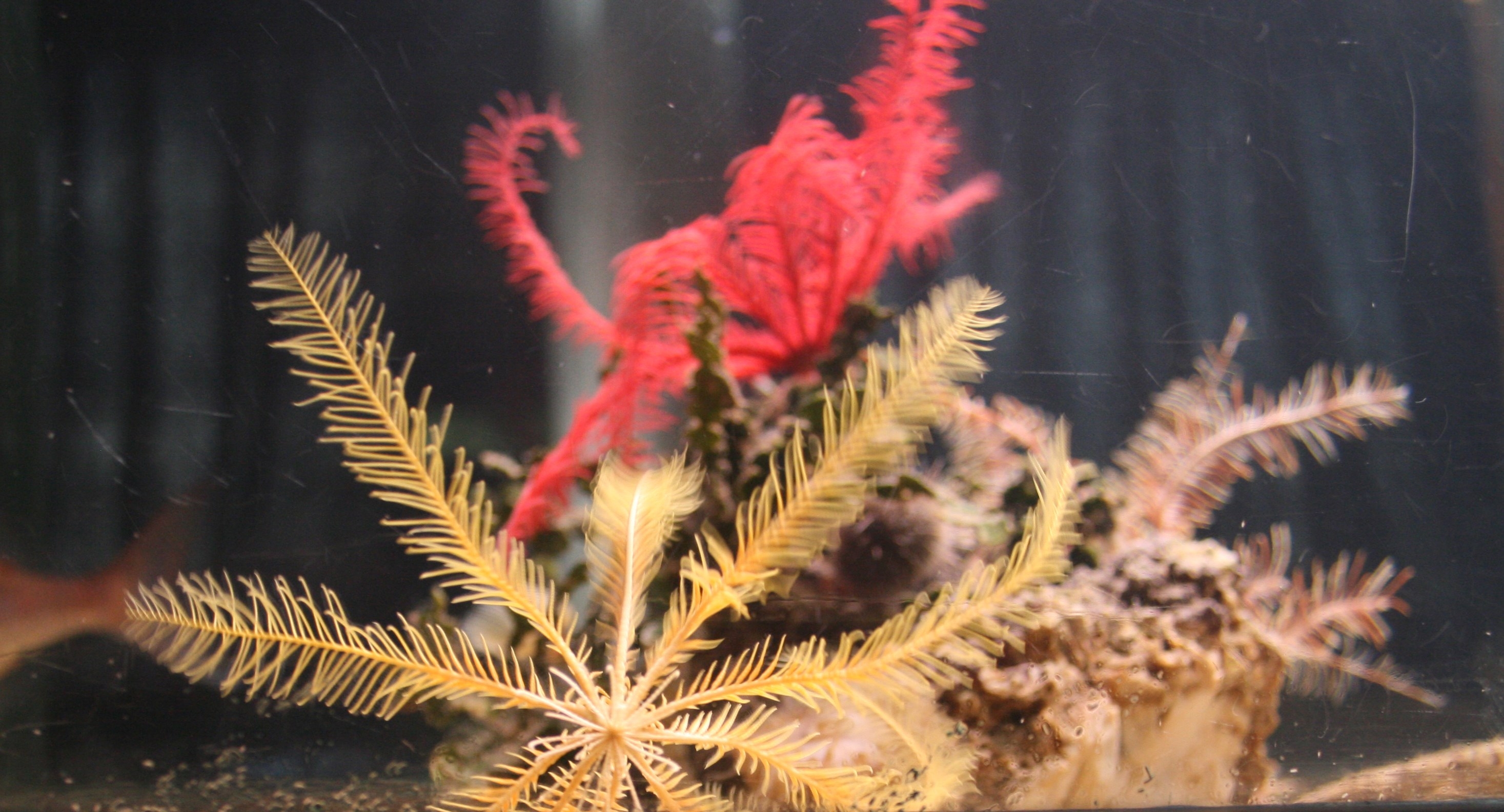 Red and Yellow Feather Stars, Pula Aquarium