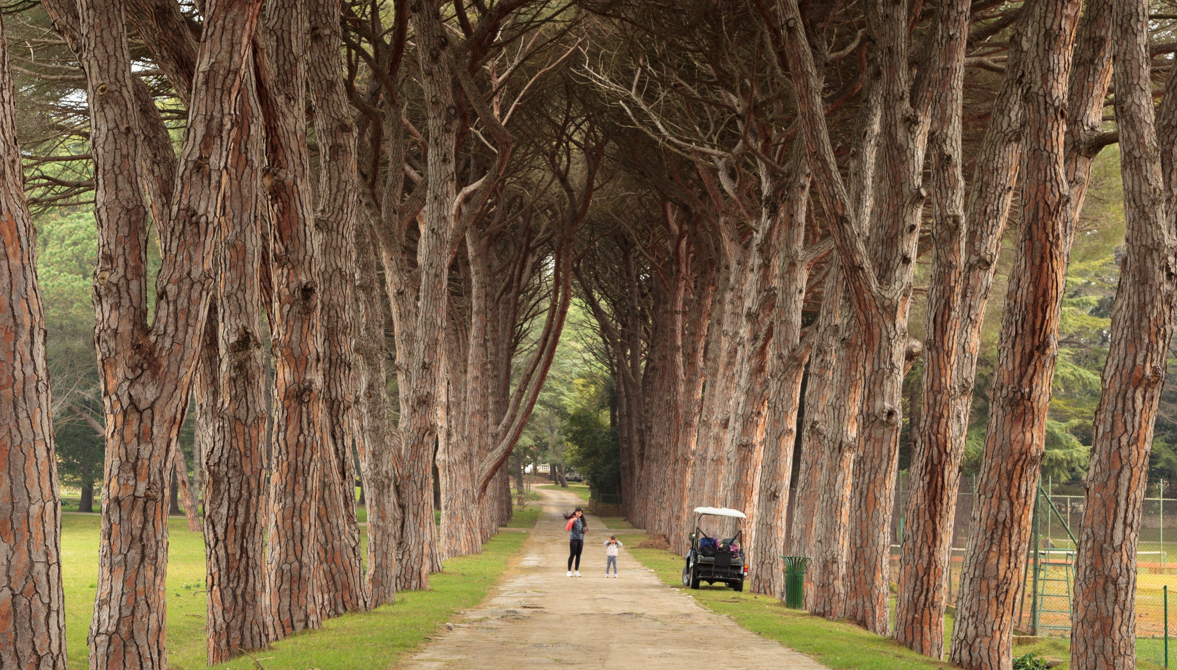 The famous pine alea in national park Brijuni in Croatia