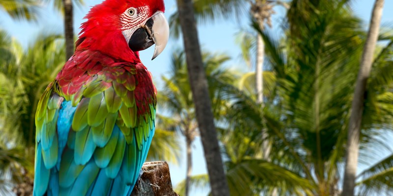 Red Macaw on the nature