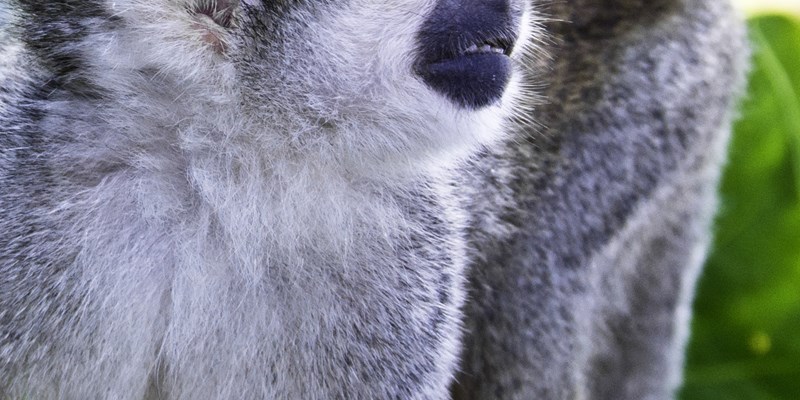 Spider Monkey in the Dominican Republic