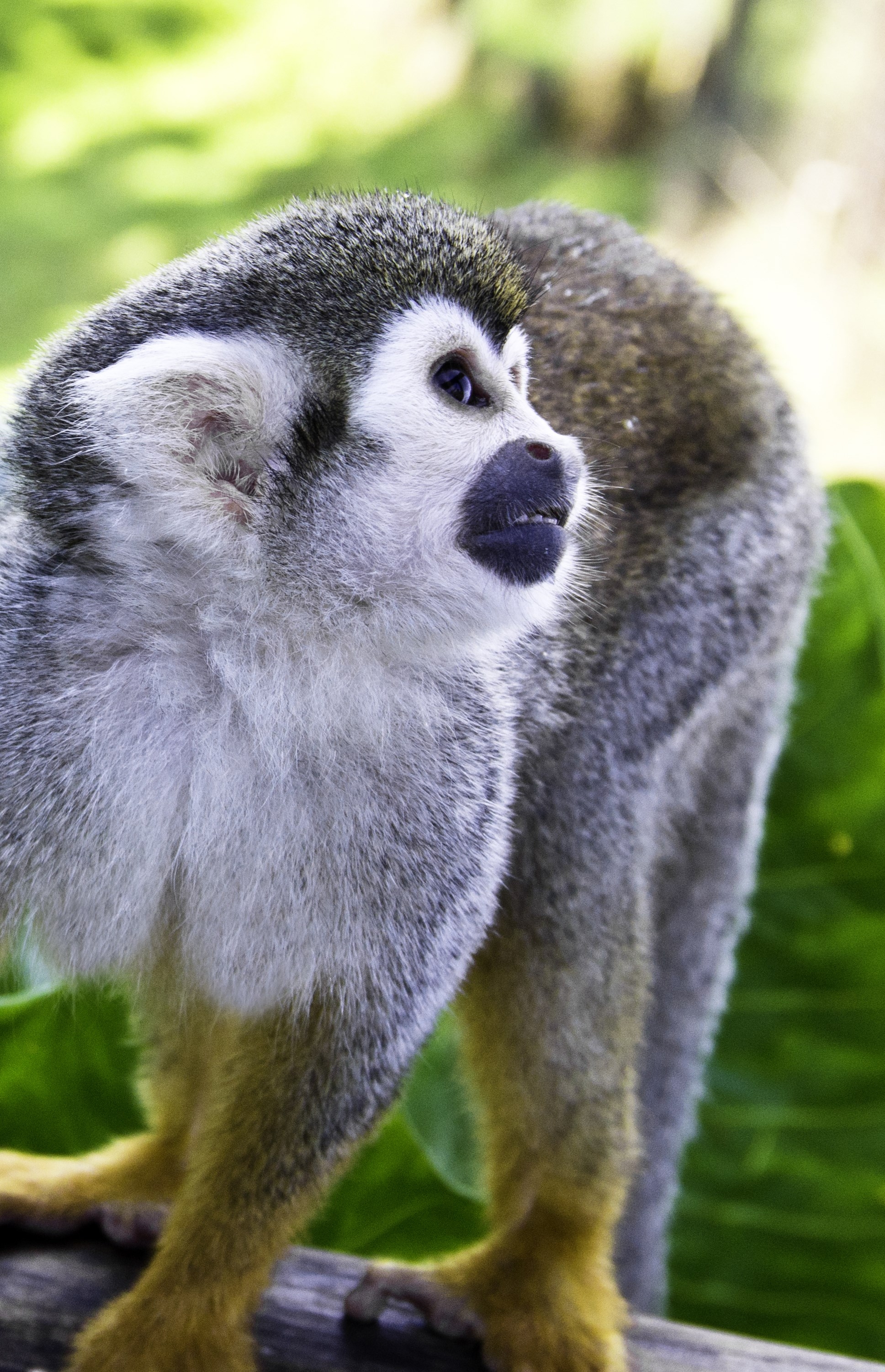 Spider Monkey in the Dominican Republic