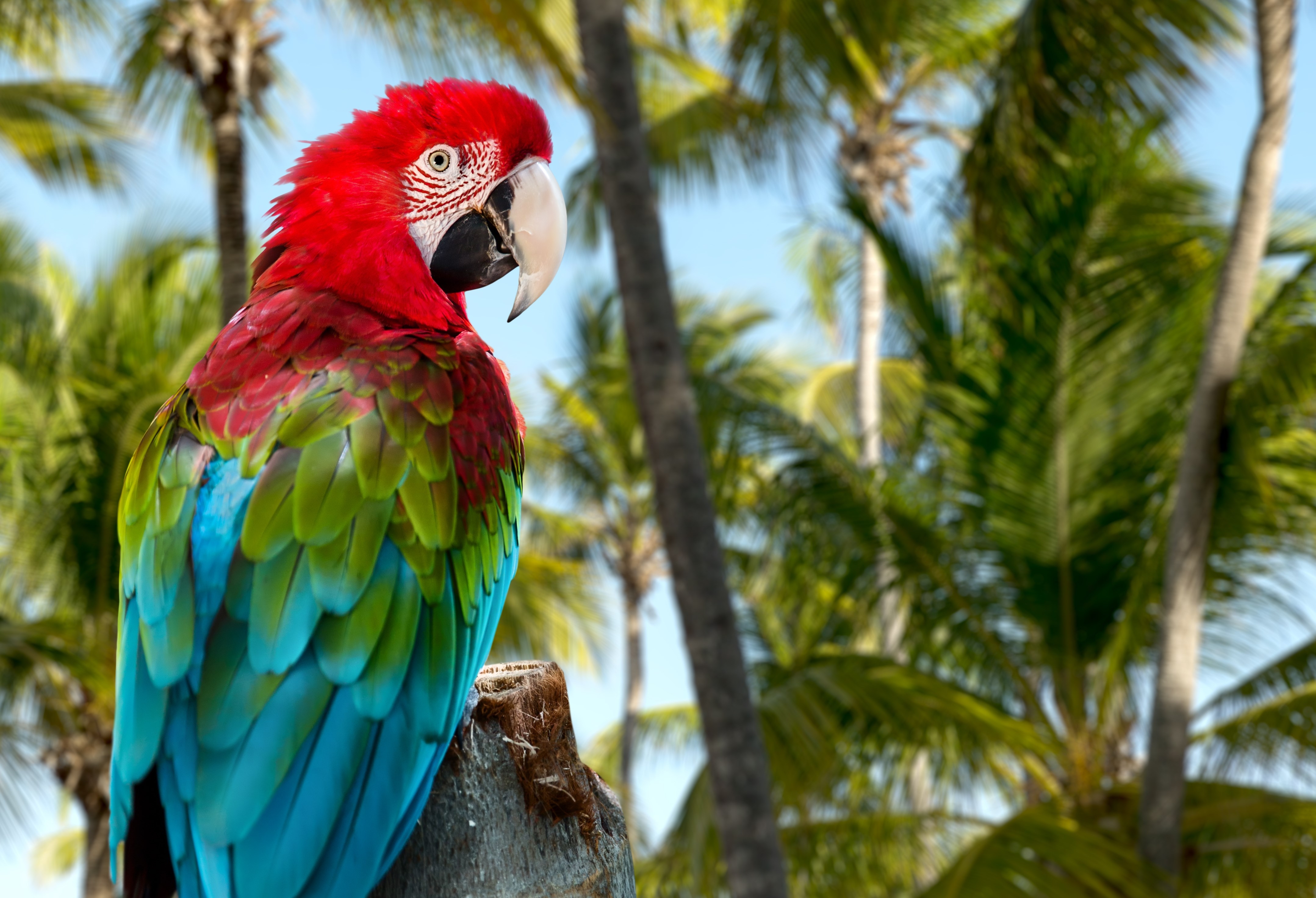Red Macaw on the nature
