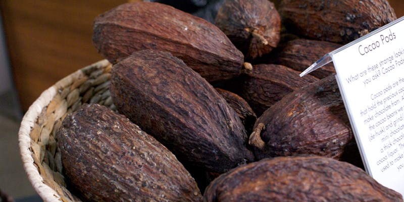 Cacao Pods