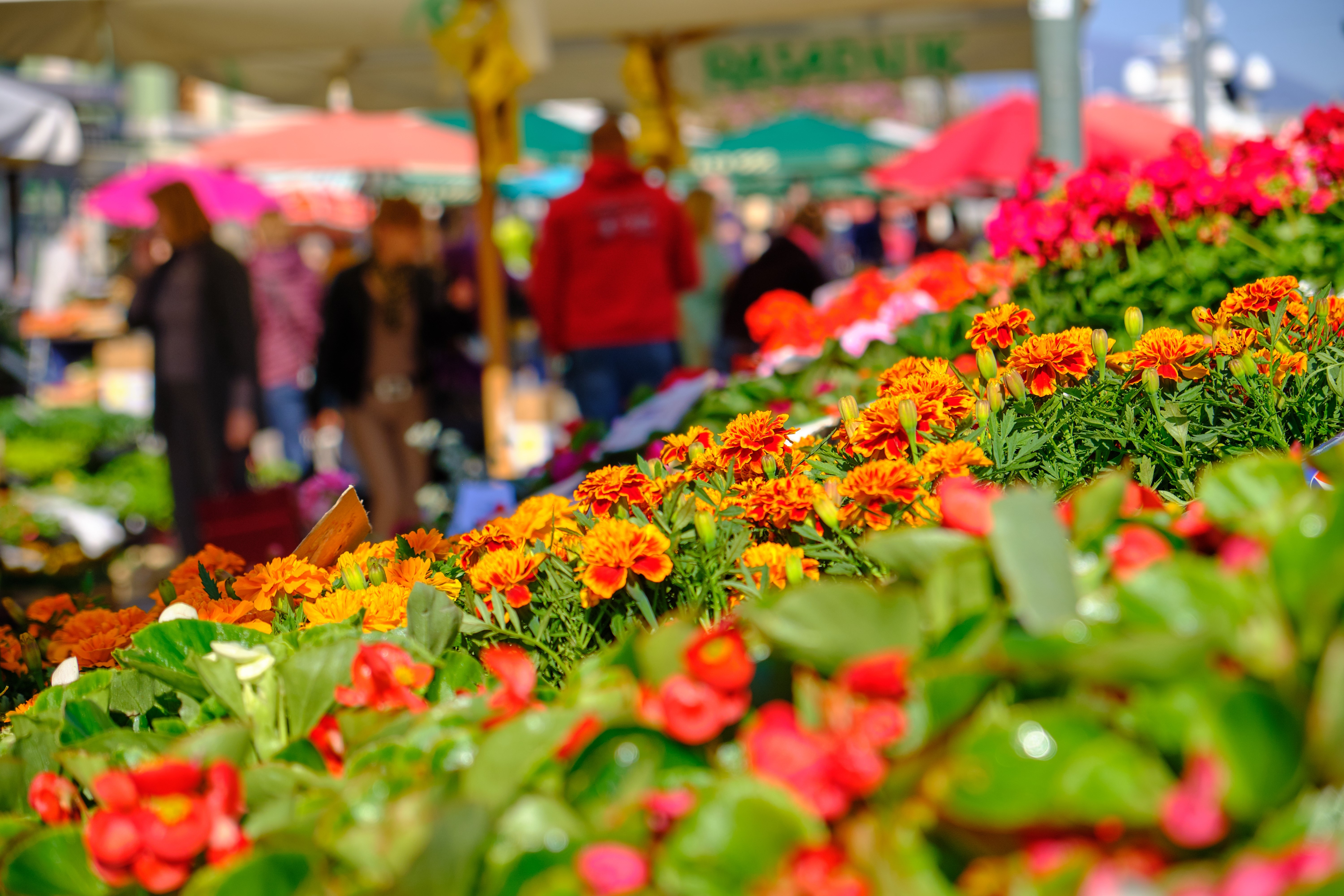 Focus on perrenial flower for sale at outdoors market.