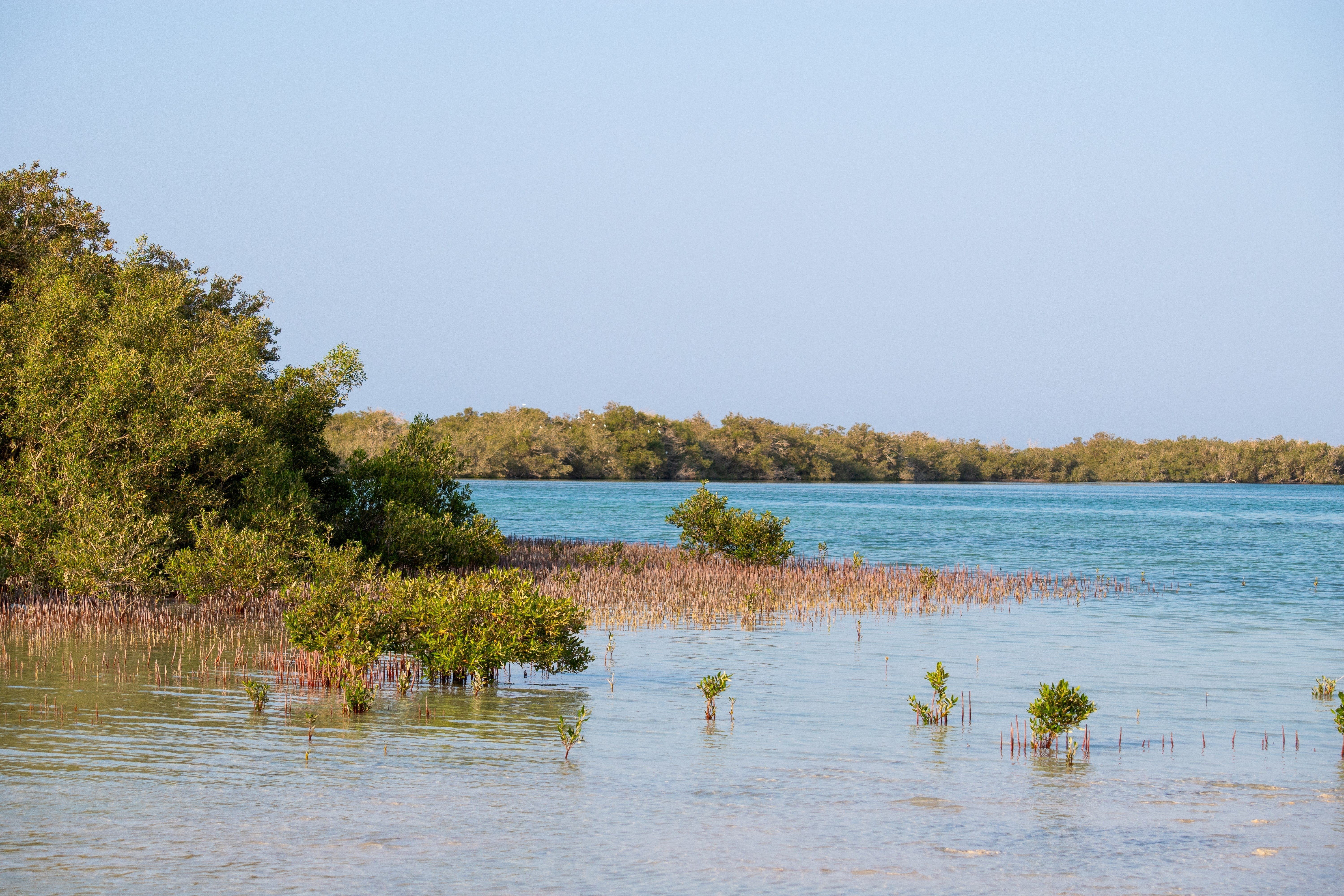 Landscape with sea and mangroves at the Nabq Nature Reserve near Sharma El-Sheikh, Egypt
