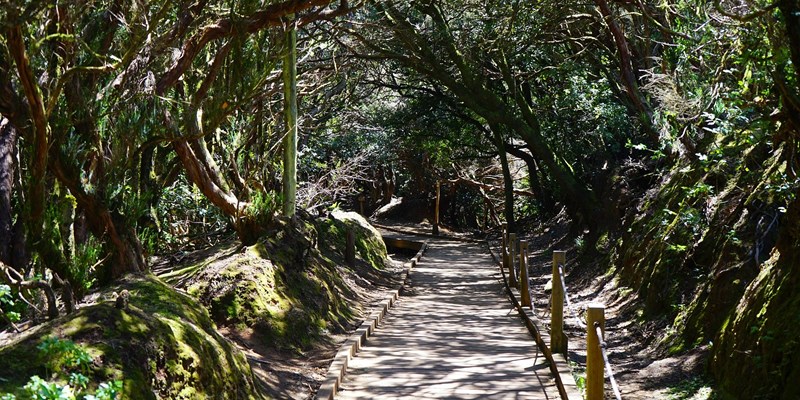 Forest Trail in Tenerife