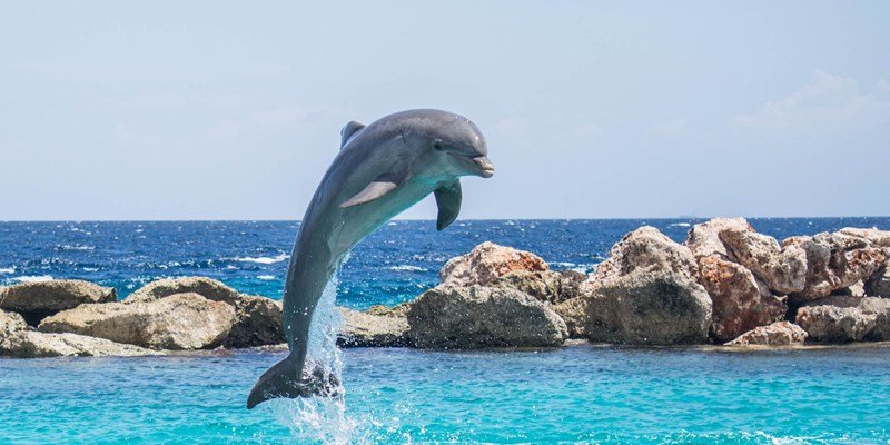 Pilot Whale in the Sea