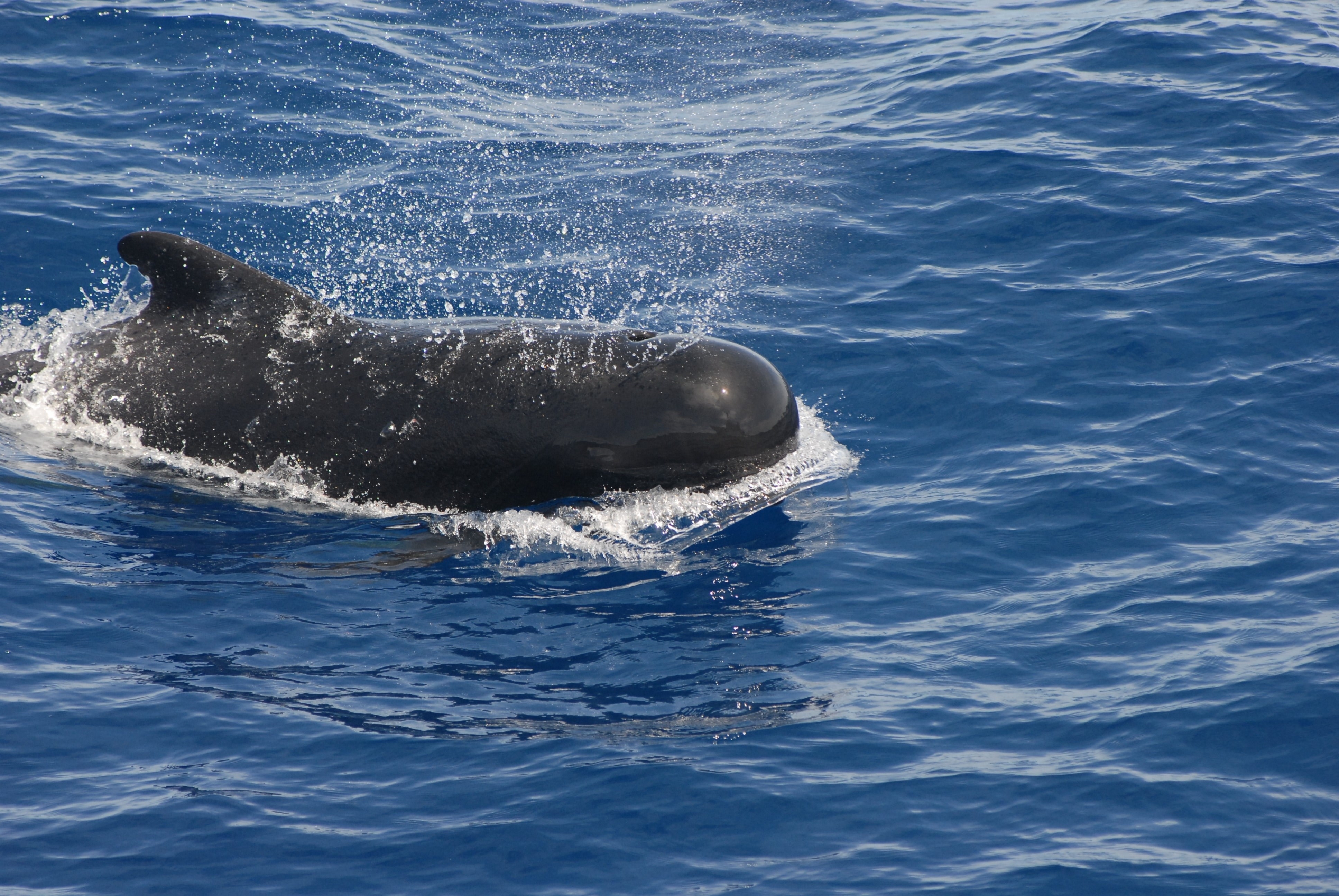 Pilot Whale in the Sea