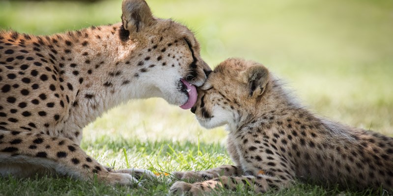 A cheetah grooms her cub at the Toronto Zoo, where they are part of a captive breeding program for threatened species.