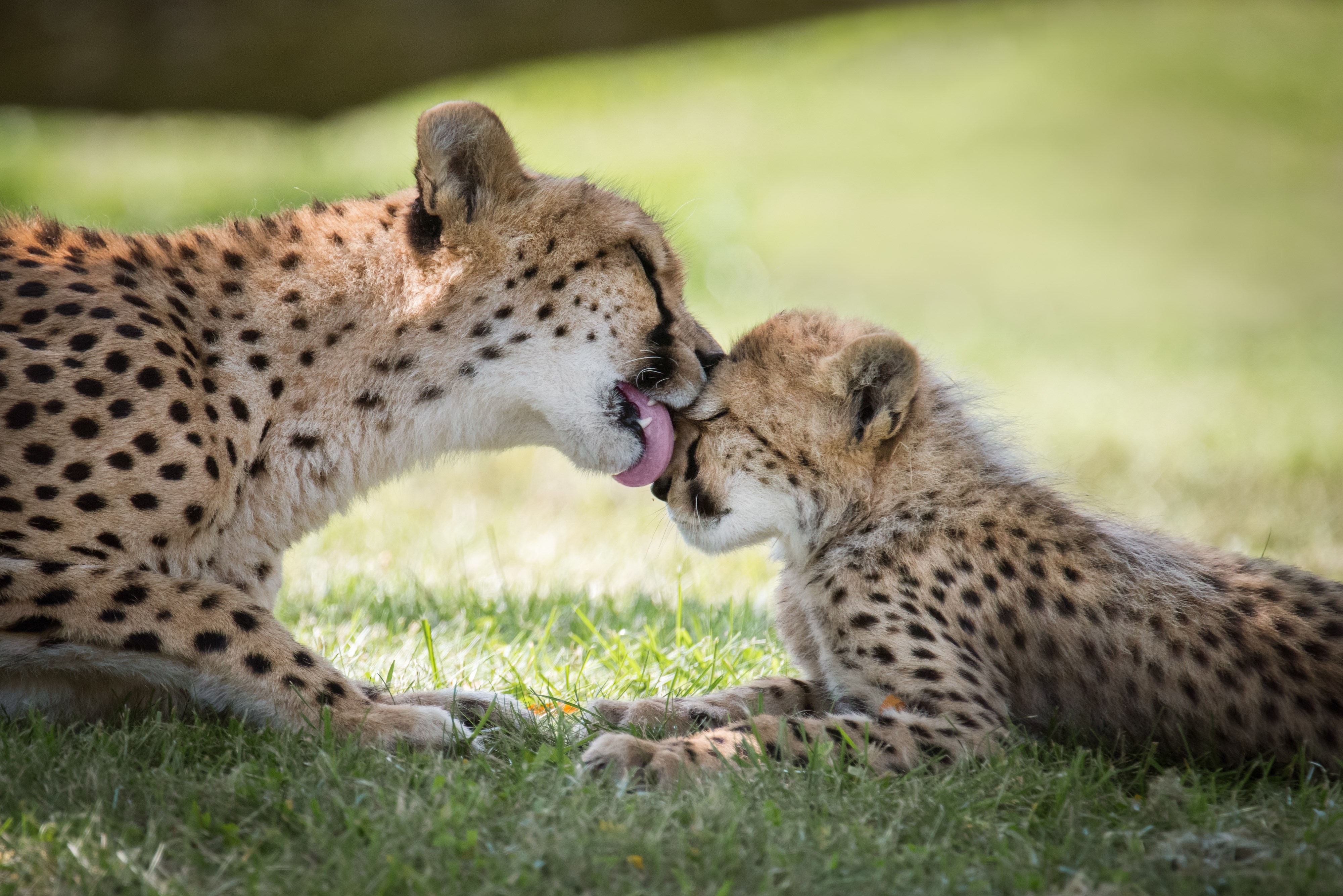 A cheetah grooms her cub at the Toronto Zoo, where they are part of a captive breeding program for threatened species.