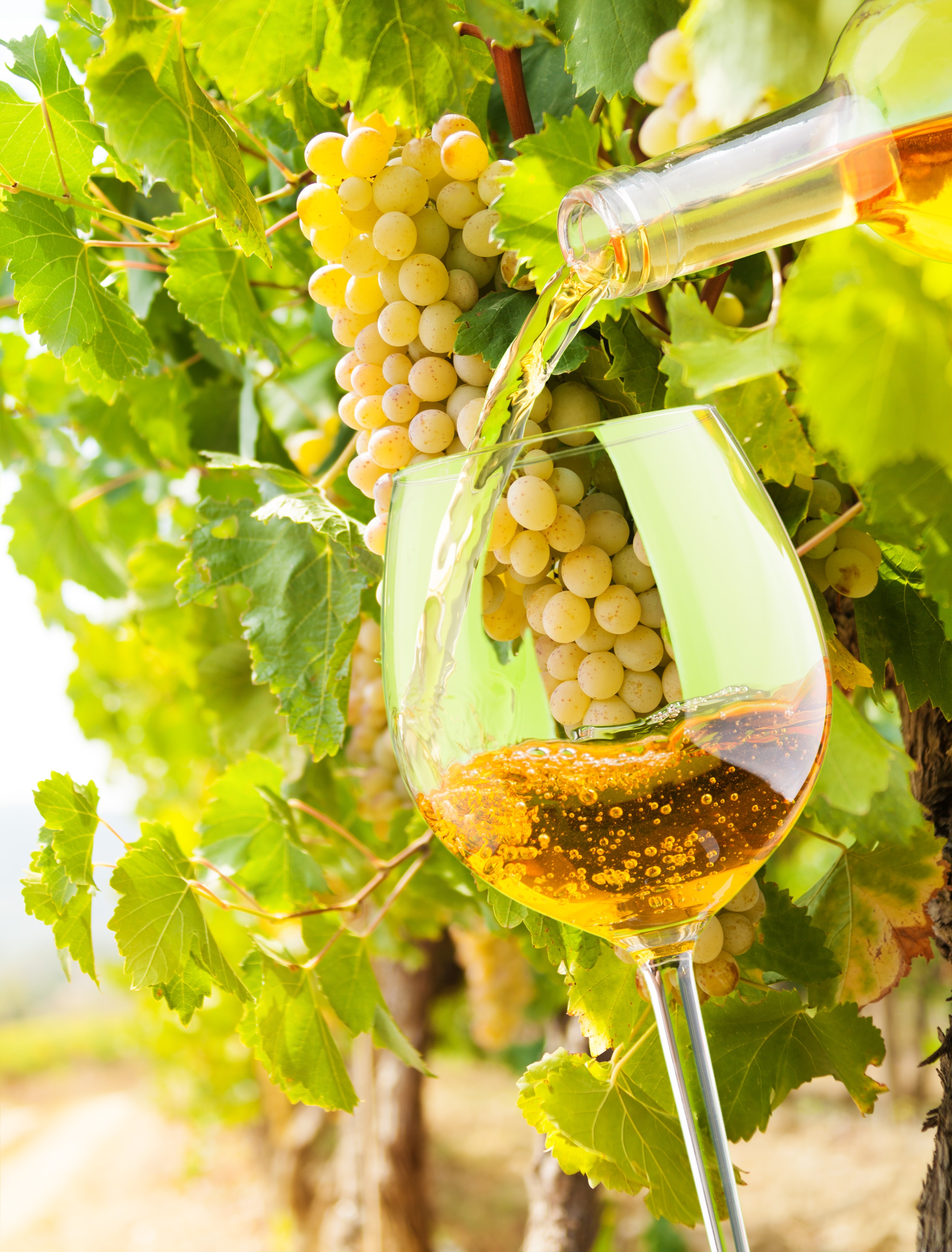 Filling the glass with white wine from the bottle with vineyard with grapes on background