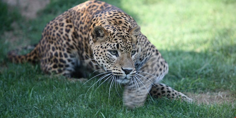 jaguar in Bioparc Valencia