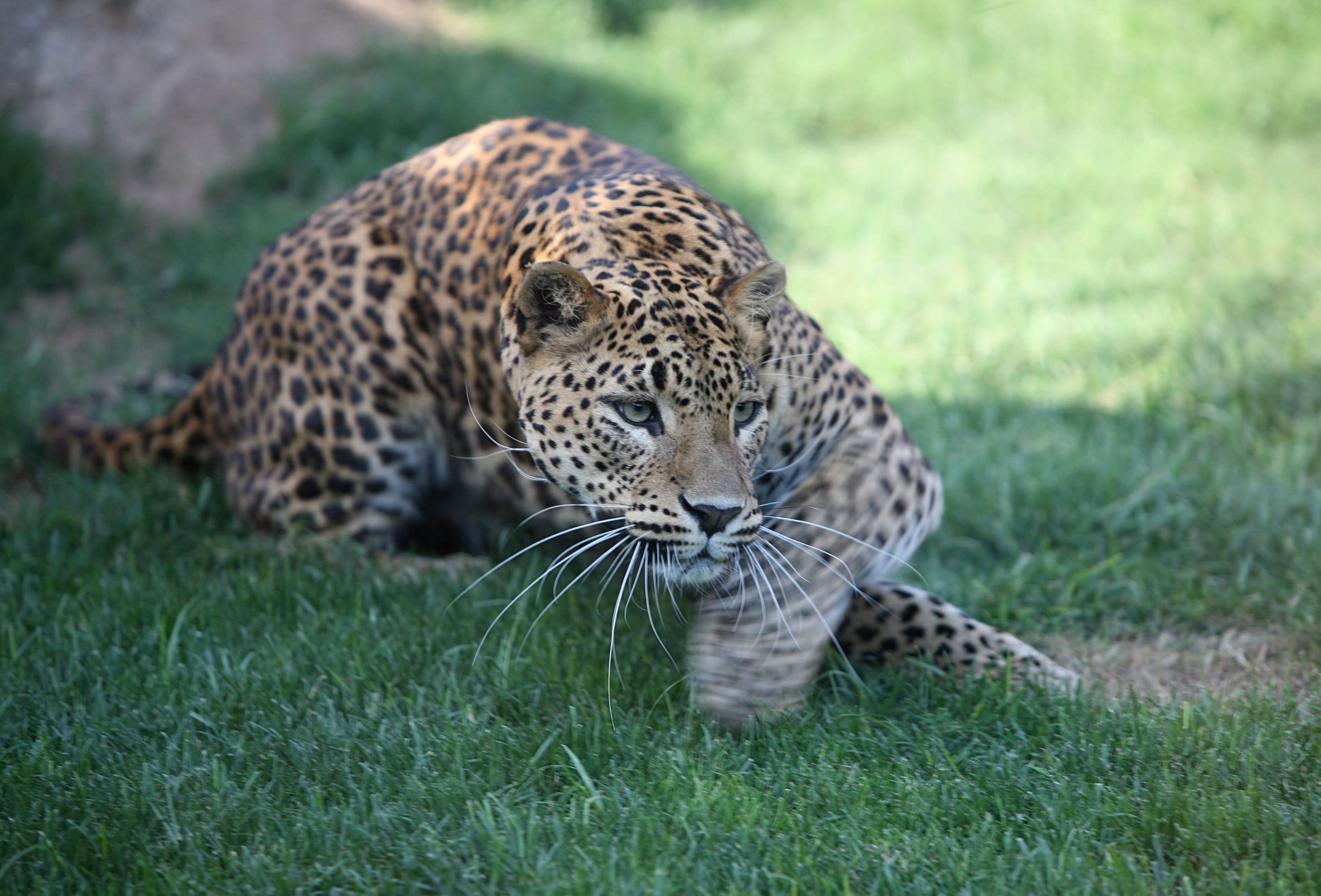 jaguar in Bioparc Valencia