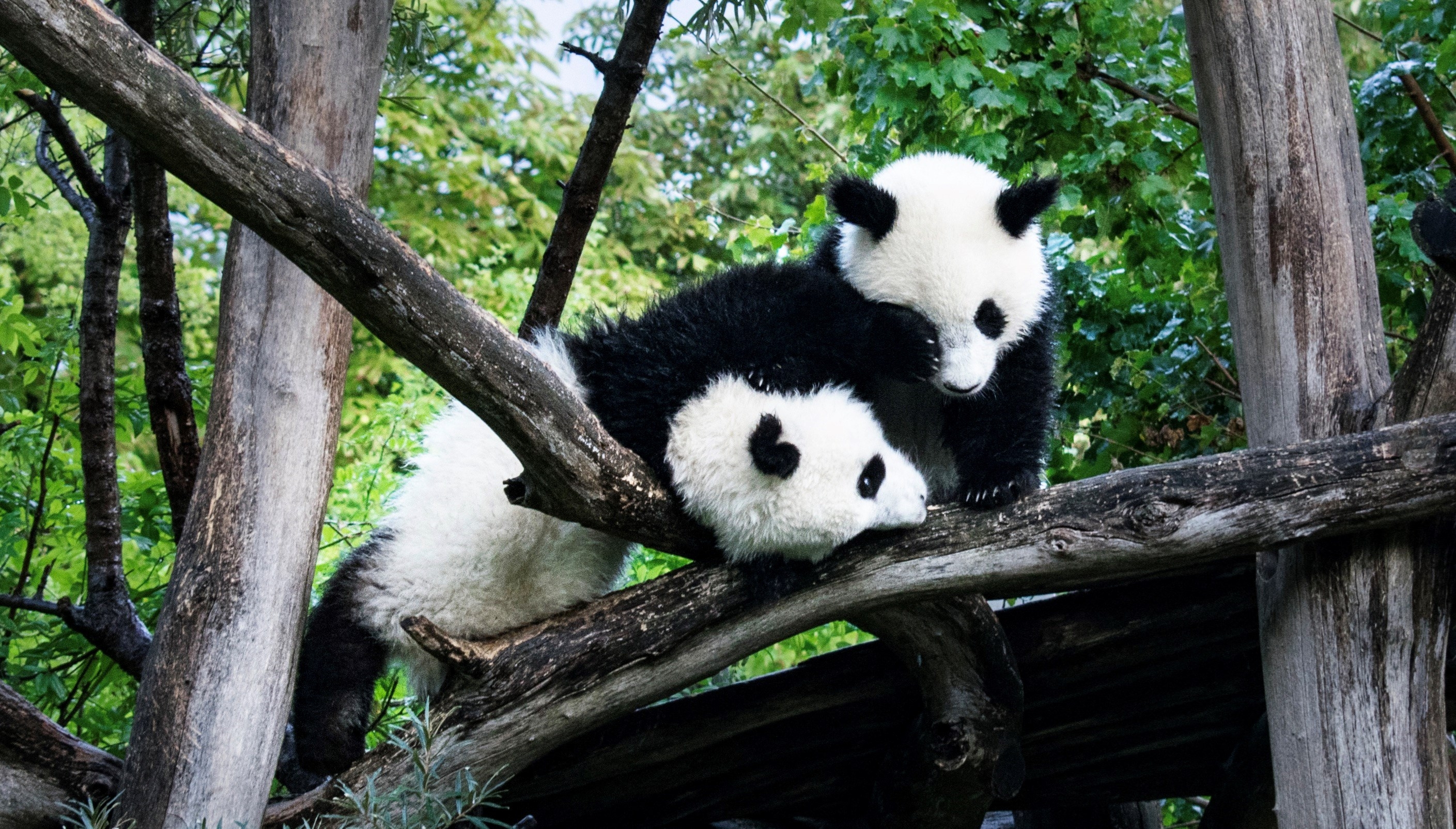 Two Giant pandas playing together in the oldest zoo in the world, the Tiergarten of Vienna