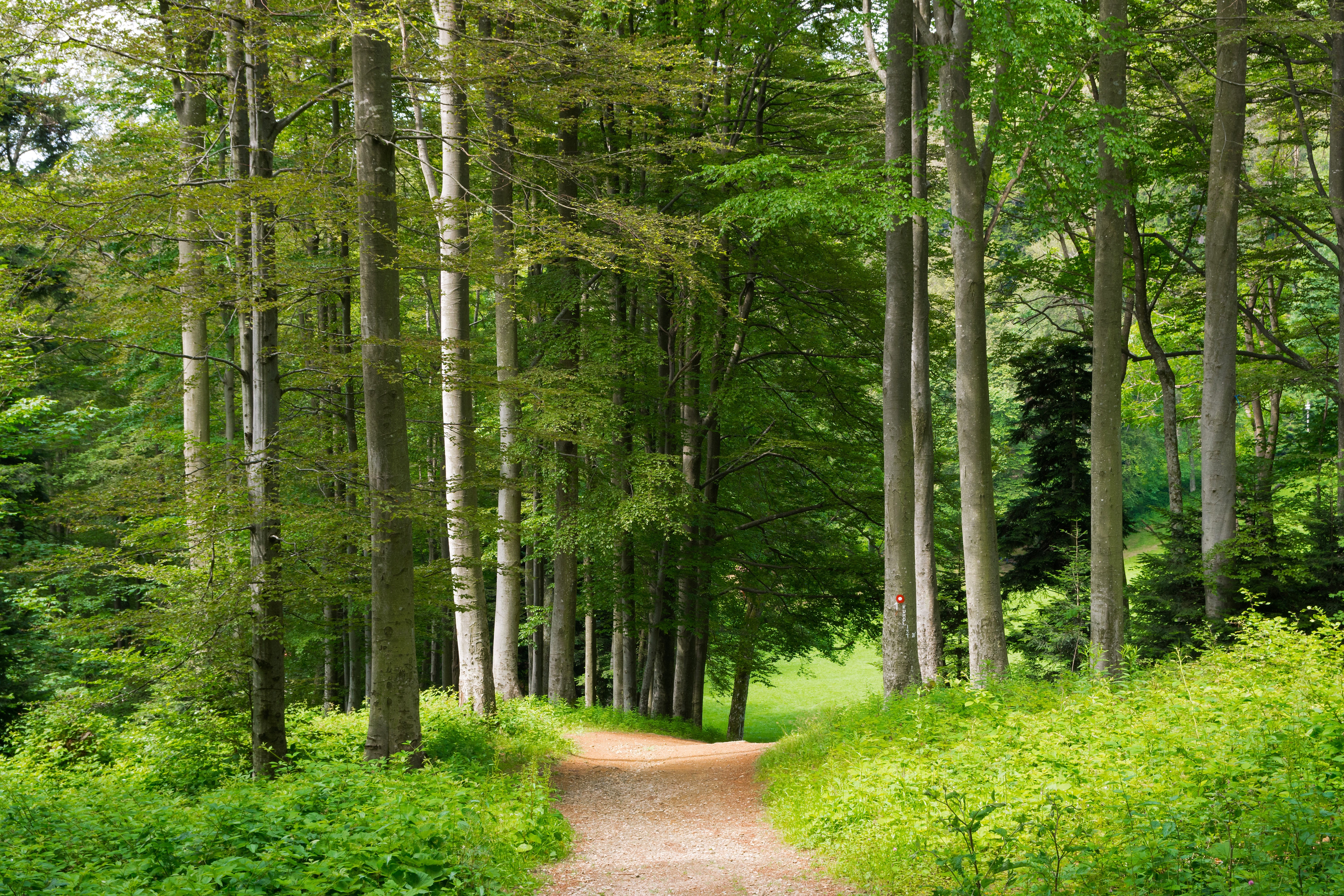 Walking path at Sljeme, mountain Medvednica, Croatia