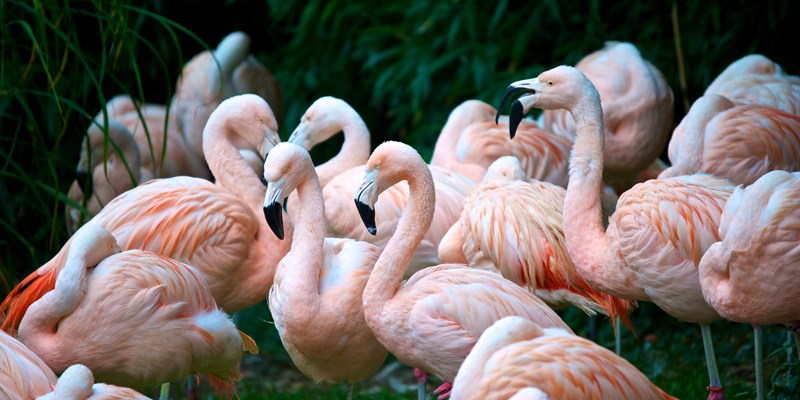 Group of pink flamingos in the Zurich's zoo